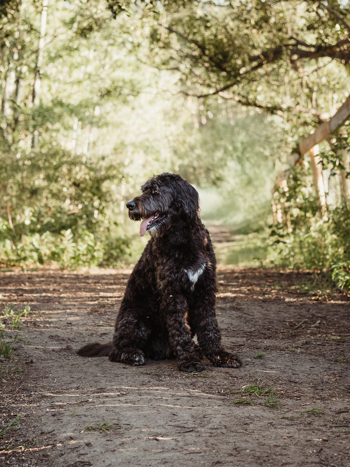 Outdoor dog portrait by Edmonton Pet Photographer Coral Konanz