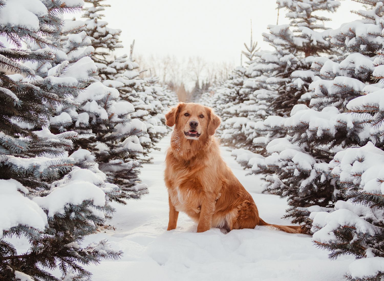 Outdoor dog portrait by Spruce Pet Photographer Coral Konanz