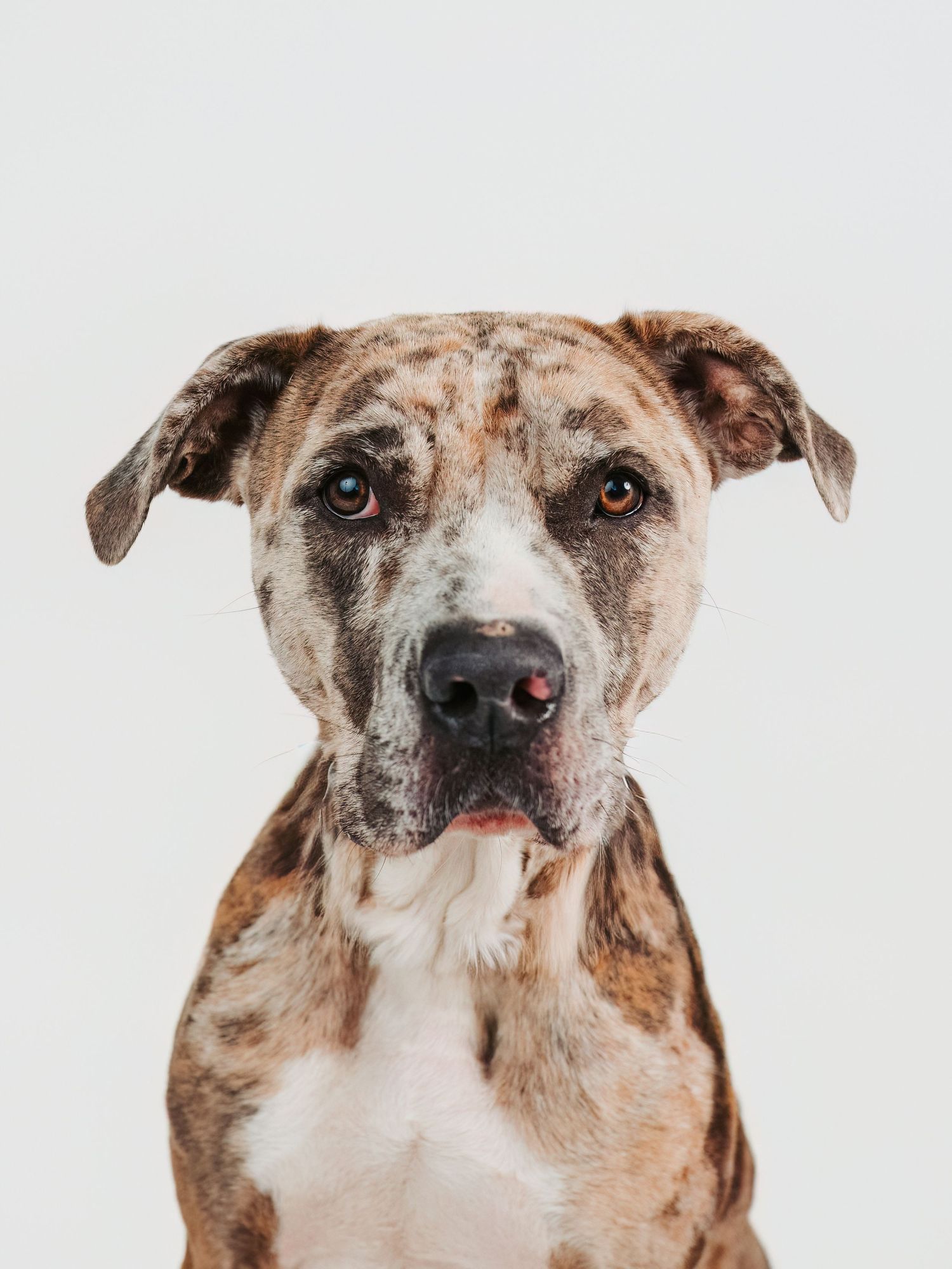 Edmonton pet photographer dog photography Stony Plain Spruce Grove Parkland County pet portraits studio outdoor sessions