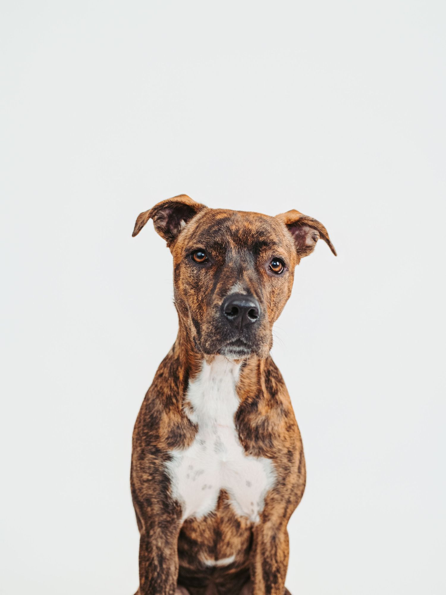 Edmonton pet photographer dog photography Stony Plain Spruce Grove Parkland County pet portraits studio outdoor sessions