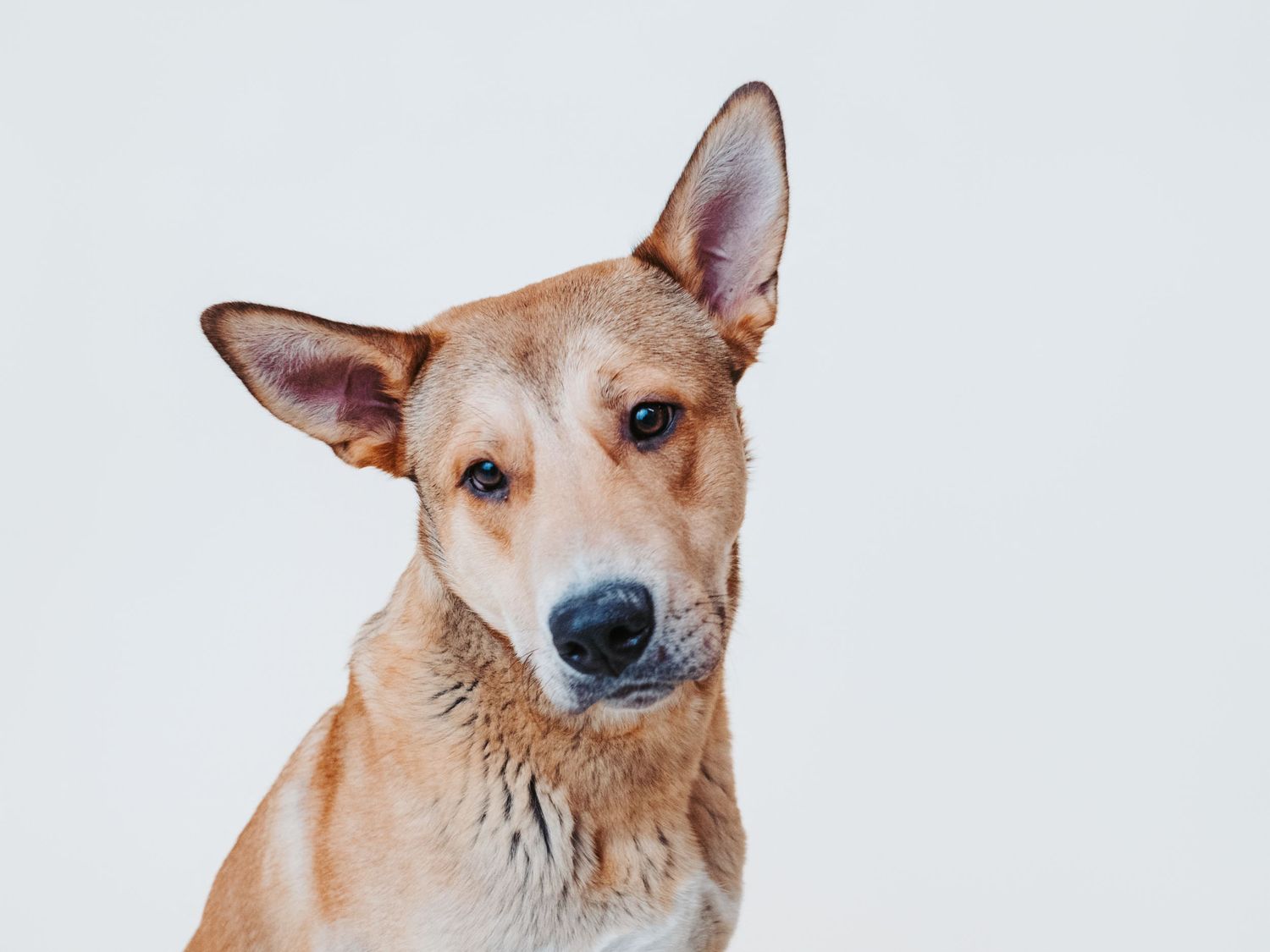 Edmonton pet photographer dog photography Stony Plain Spruce Grove Parkland County pet portraits studio outdoor sessions