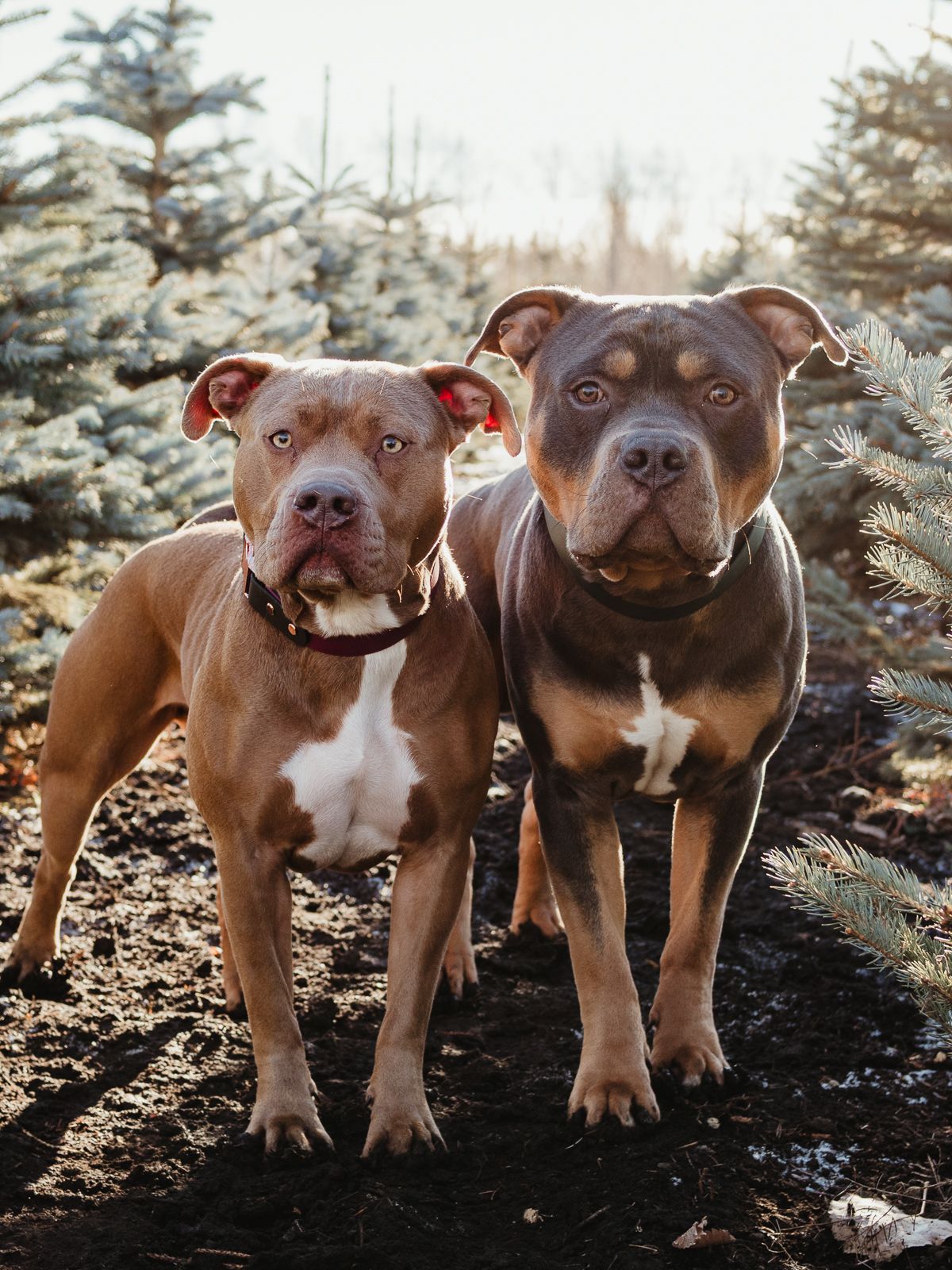 Outdoor dog portrait by Spruce Pet Photographer Coral Konanz