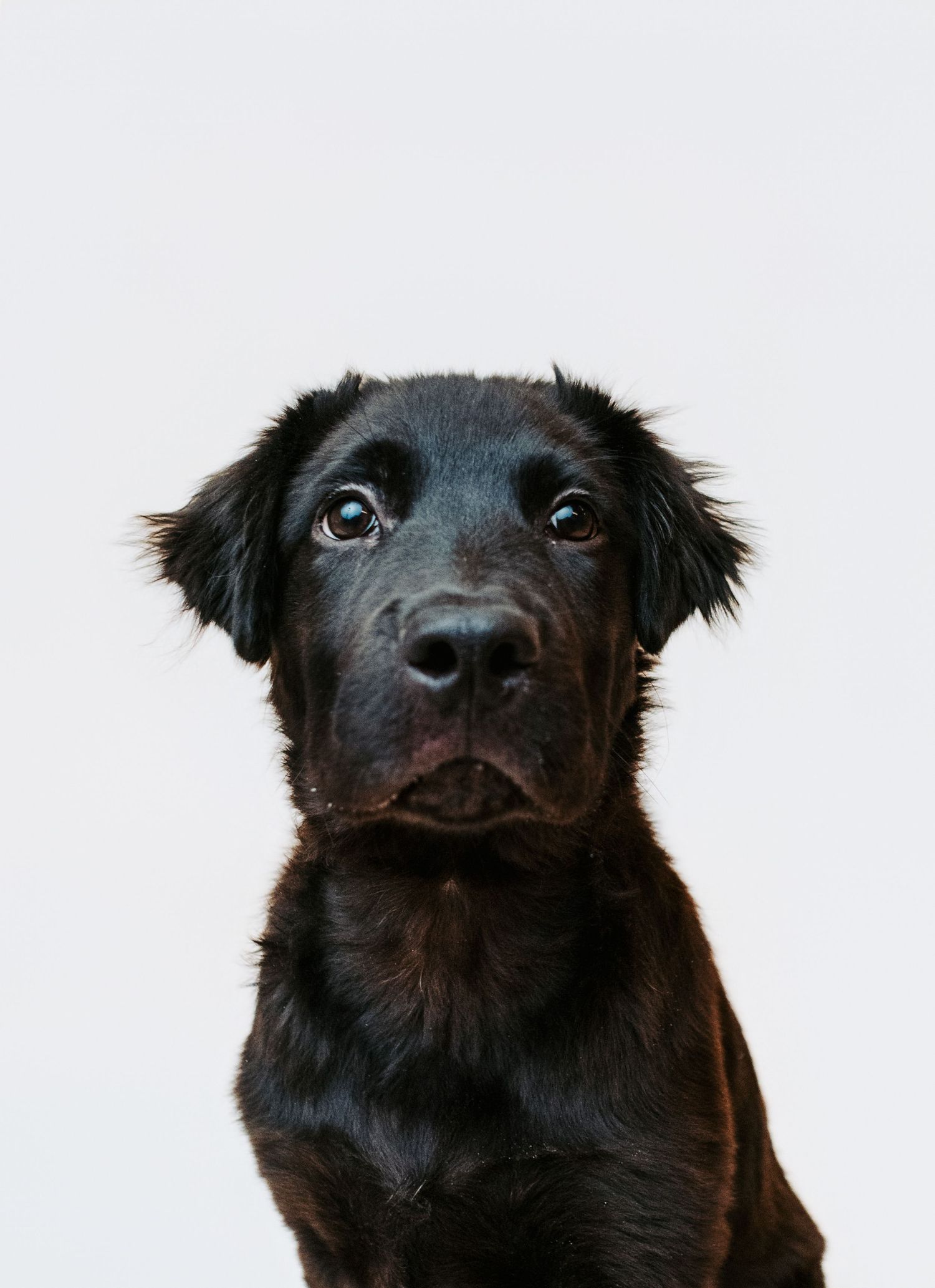 Rescue dog portrait captured by Edmonton pet photographer to help adoptable dogs from HART find loving homes.