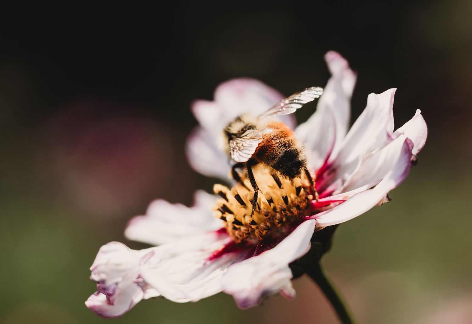 Macro Photographer, Prints available, Alberta Photographer, Creative photographer, flower photography, parkland County photographer
