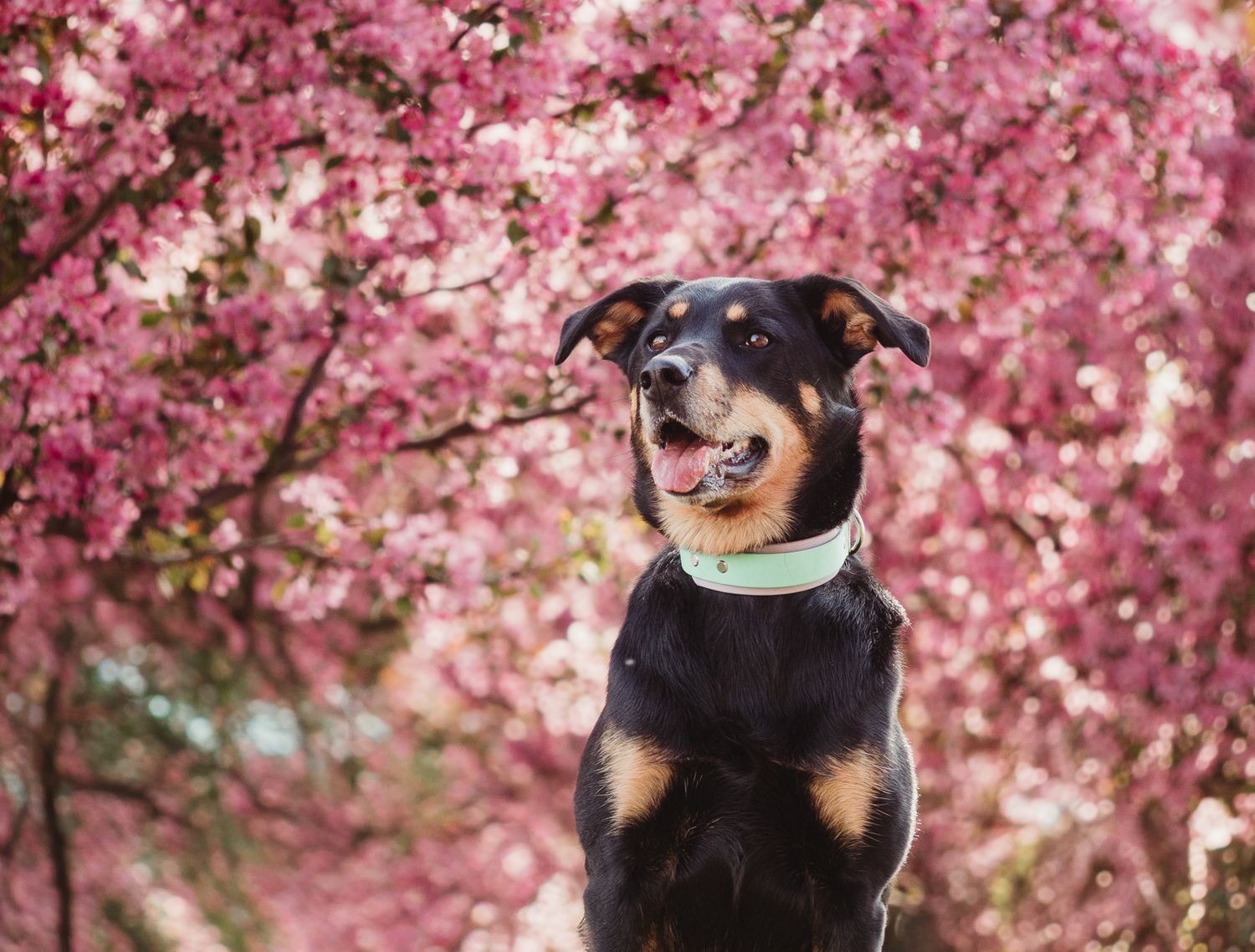 Outdoor dog portrait captured during professional photography session, by edmonton pet photographer Coral Konanz
