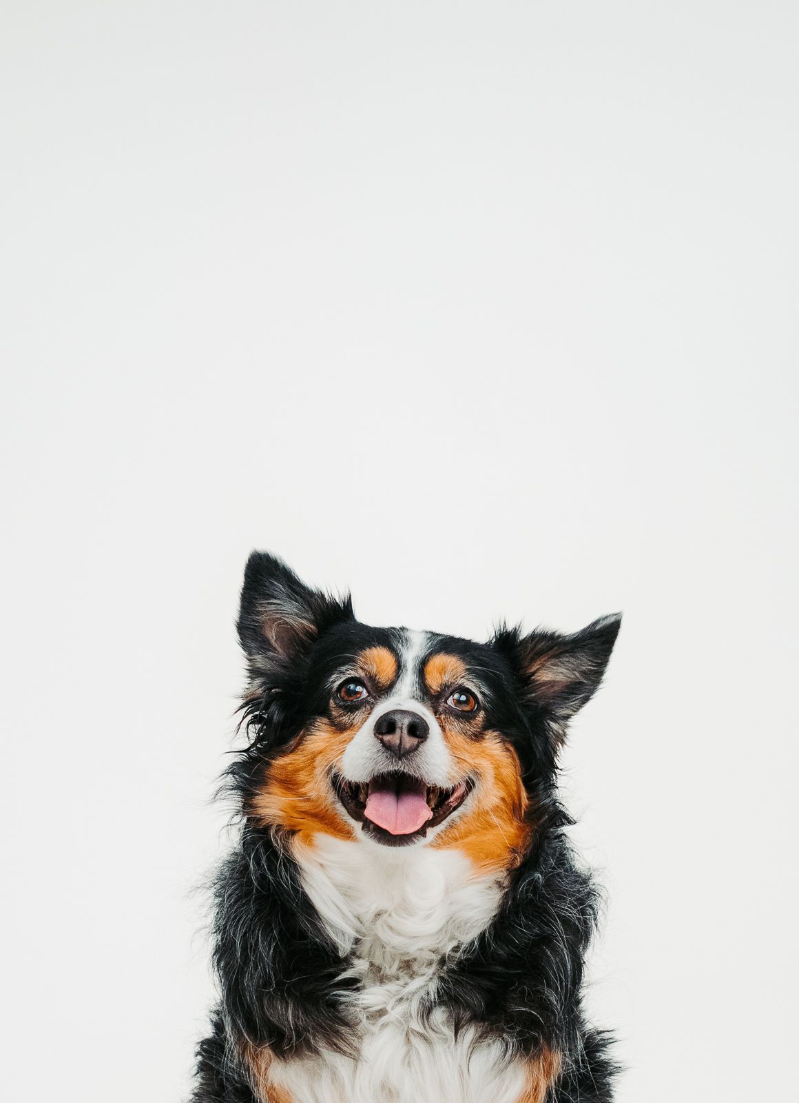 Pet photography Stony Plain - capturing your furry friends.