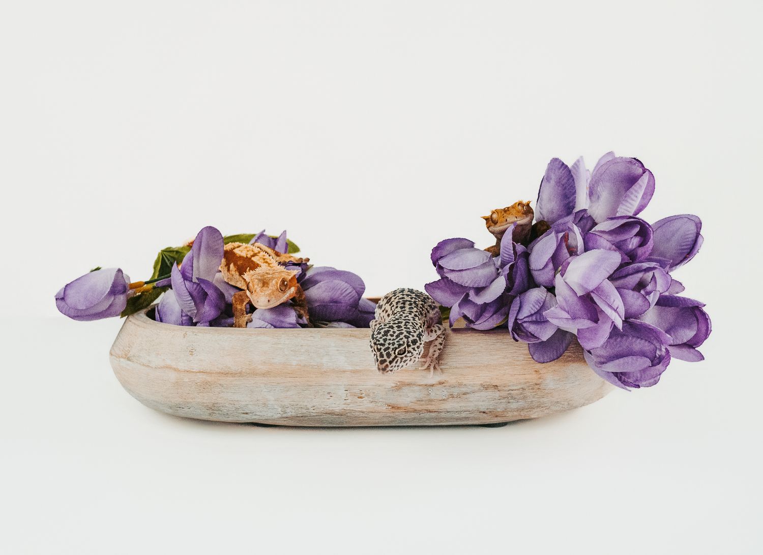 geckos photographed in a studio pet portrait session, by stony plain pet photographer coral konanz