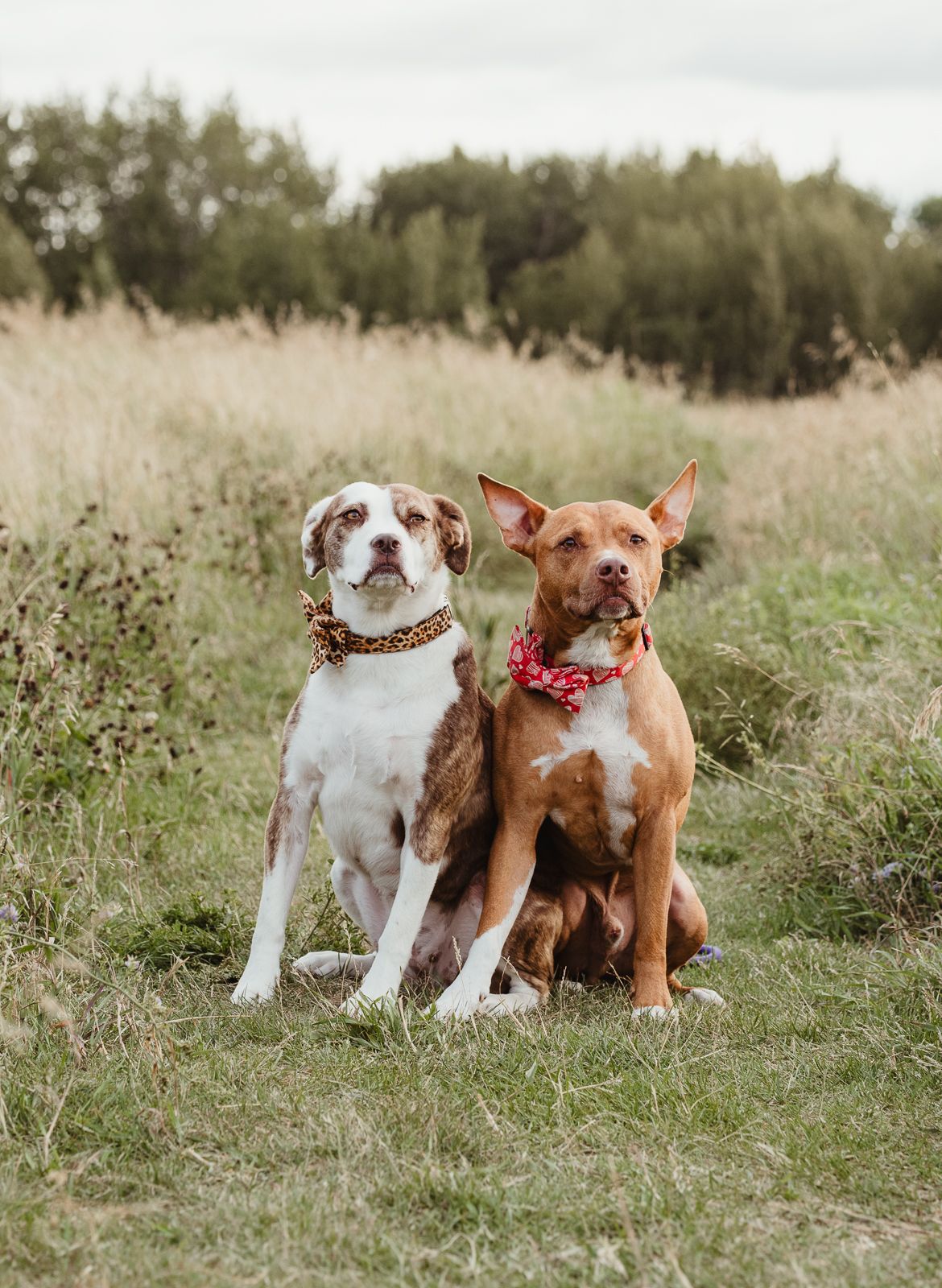 Outdoor dog portrait by Edmonton Pet Photographer Coral Konanz