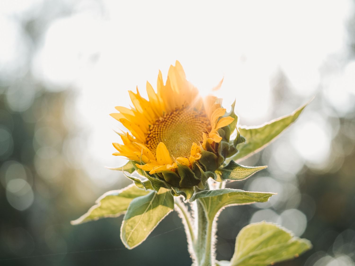 Macro Photographer, Prints available, Alberta Photographer, Creative photographer, flower photography, parkland County photographer