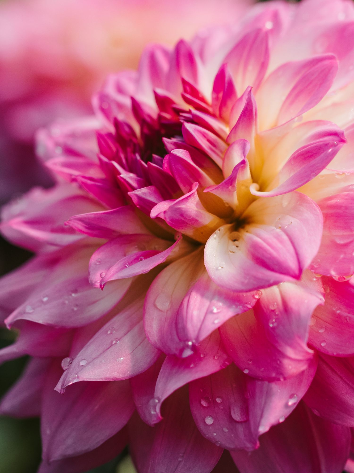 Macro Photographer, Prints available, Alberta Photographer, Creative photographer, flower photography, parkland County photographer