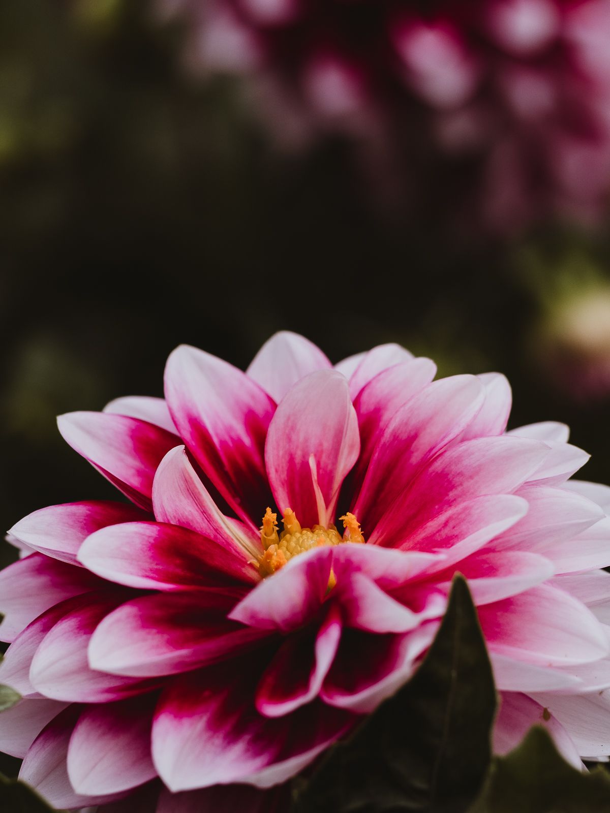 Macro Photographer, Prints available, Alberta Photographer, Creative photographer, flower photography, parkland County photographer