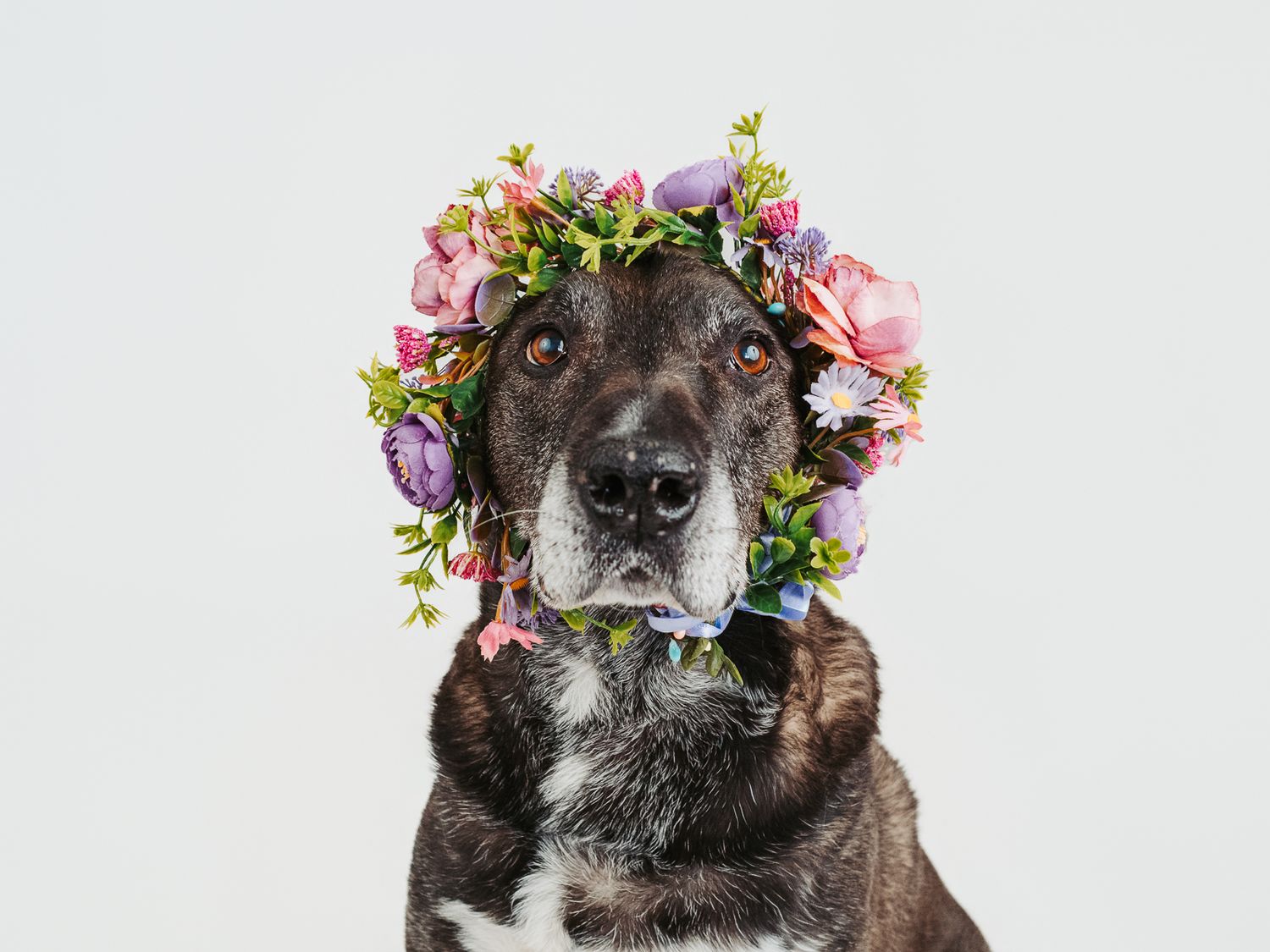 Edmonton pet photographer dog photography Stony Plain Spruce Grove Parkland County pet portraits studio outdoor sessions