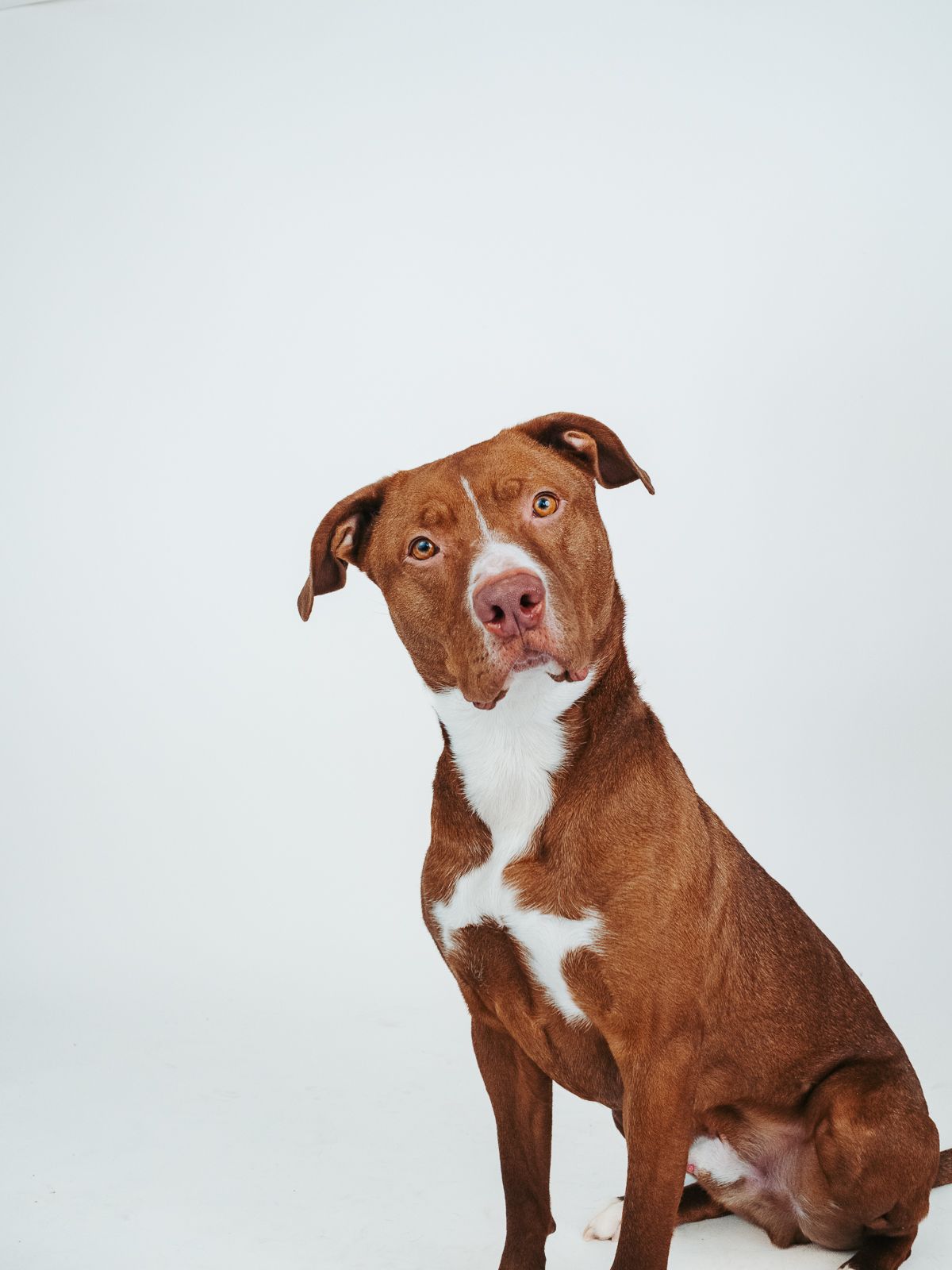 Edmonton pet photographer dog photography Stony Plain Spruce Grove Parkland County pet portraits studio outdoor sessions