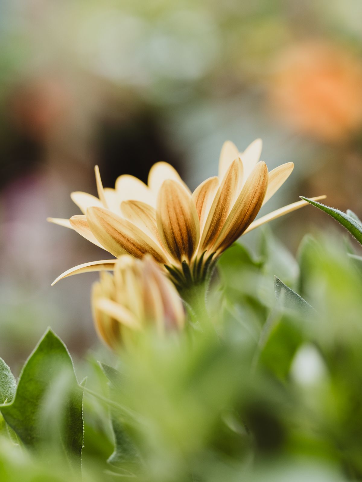Macro Photographer, Prints available, Alberta Photographer, Creative photographer, flower photography, parkland County photographer