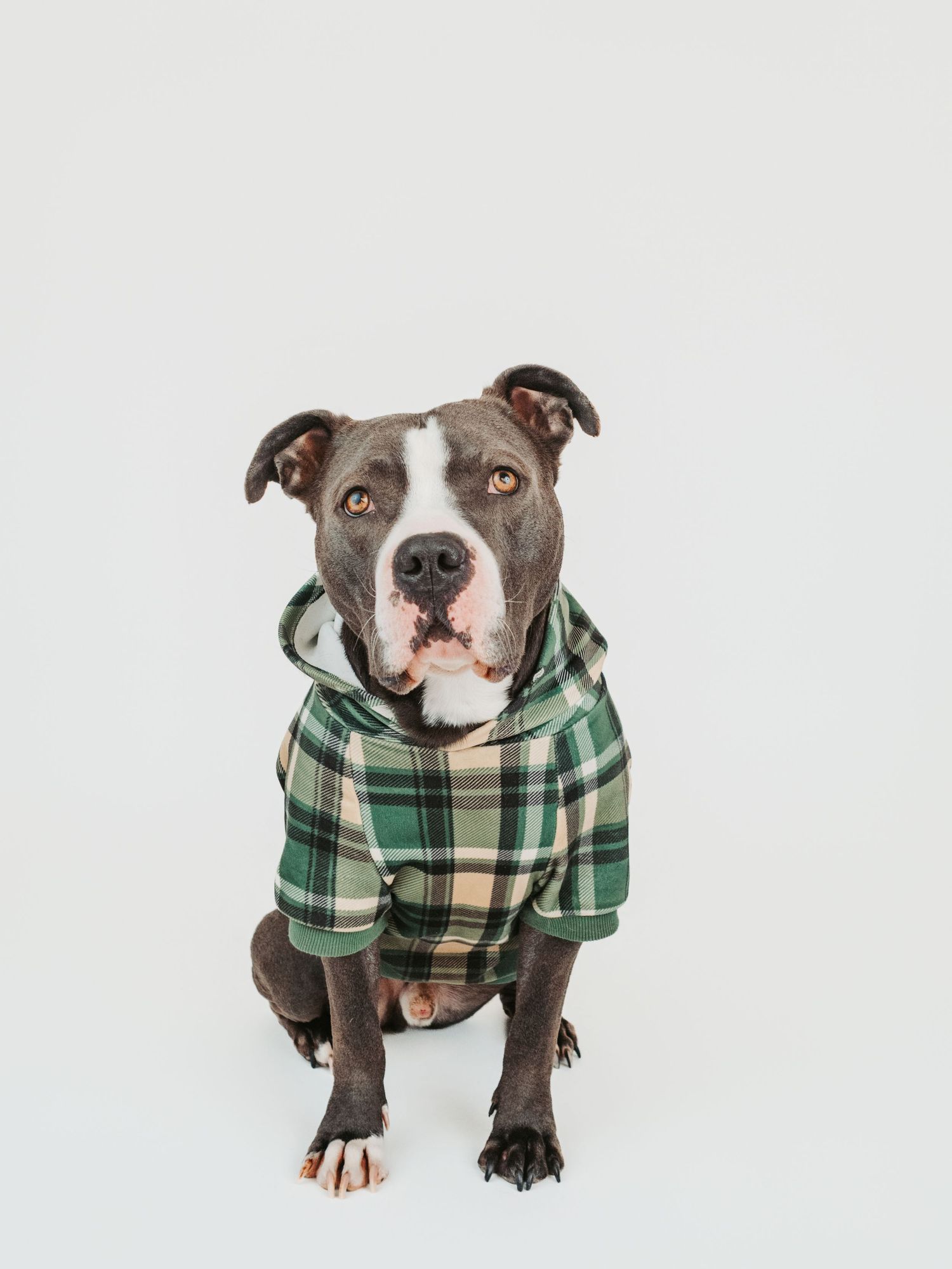 Adoptable rescue dog photographed in studio to help find a forever home in Edmonton Alberta through Pit Bulls for Life rescue.