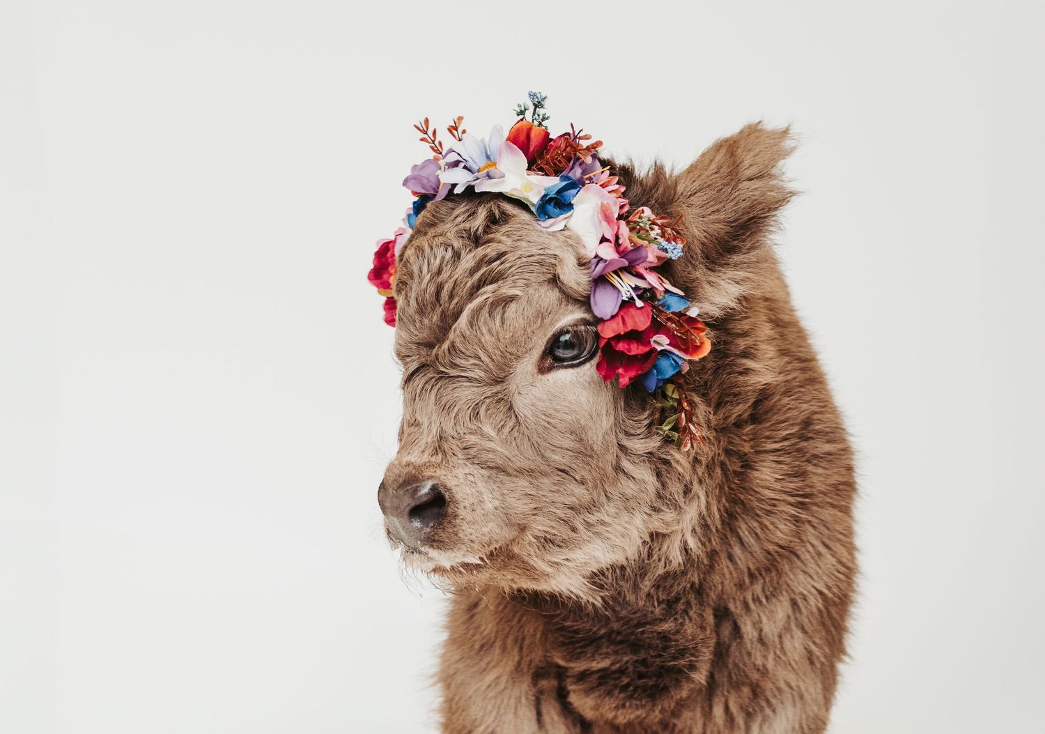 Highland calf portrait captured by spruce grove photographer coral konanz