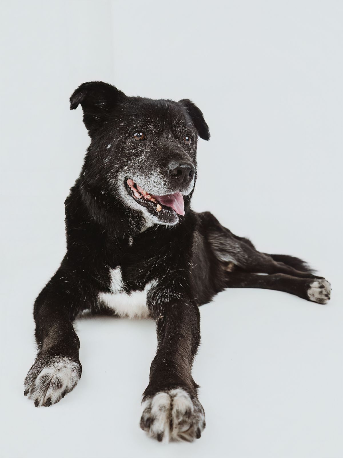 Senior dog portrait celebrating a lifetime of memories by edmonton pet photographer coral konanz