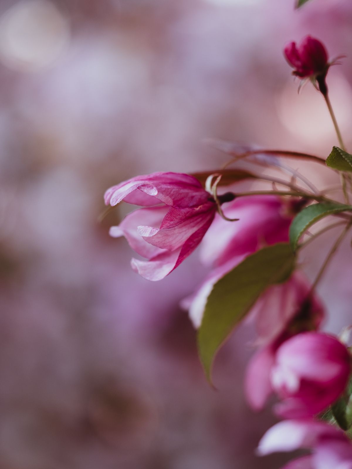 Macro Photographer, Prints available, Alberta Photographer, Creative photographer, flower photography, parkland County photographer
