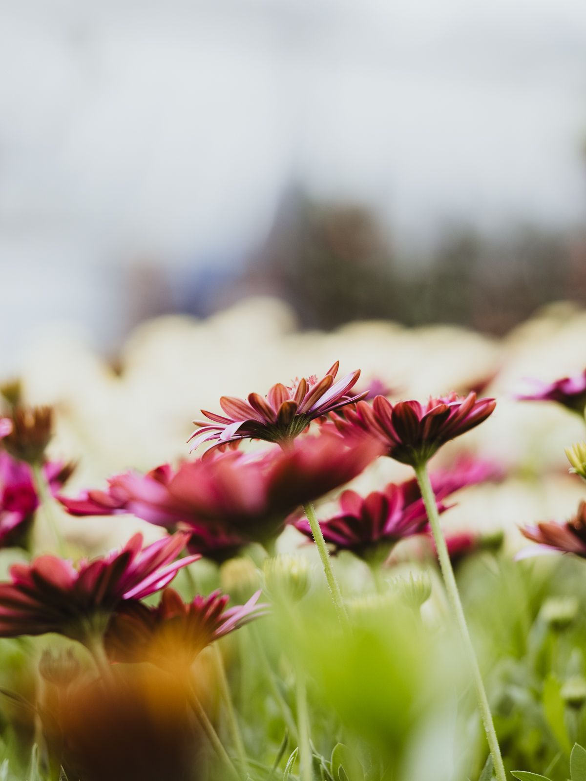 Macro Photographer, Prints available, Alberta Photographer, Creative photographer, flower photography, parkland County photographer
