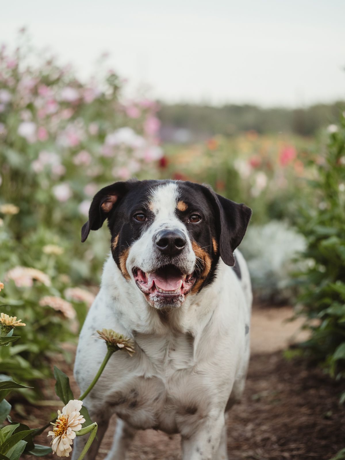 Outdoor dog portrait by Edmonton Pet Photographer Coral Konanz