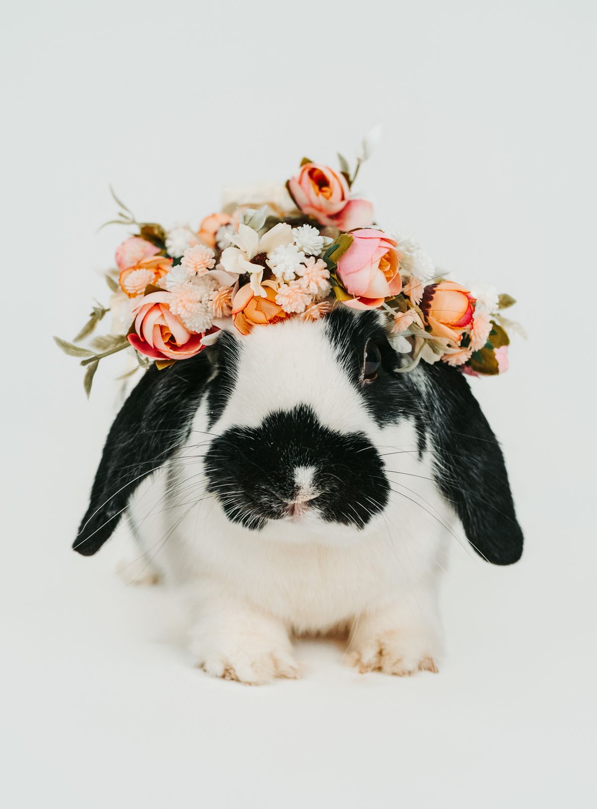 Rabbit photographed in a studio pet portrait session, by stony plain pet photographer coral konanz