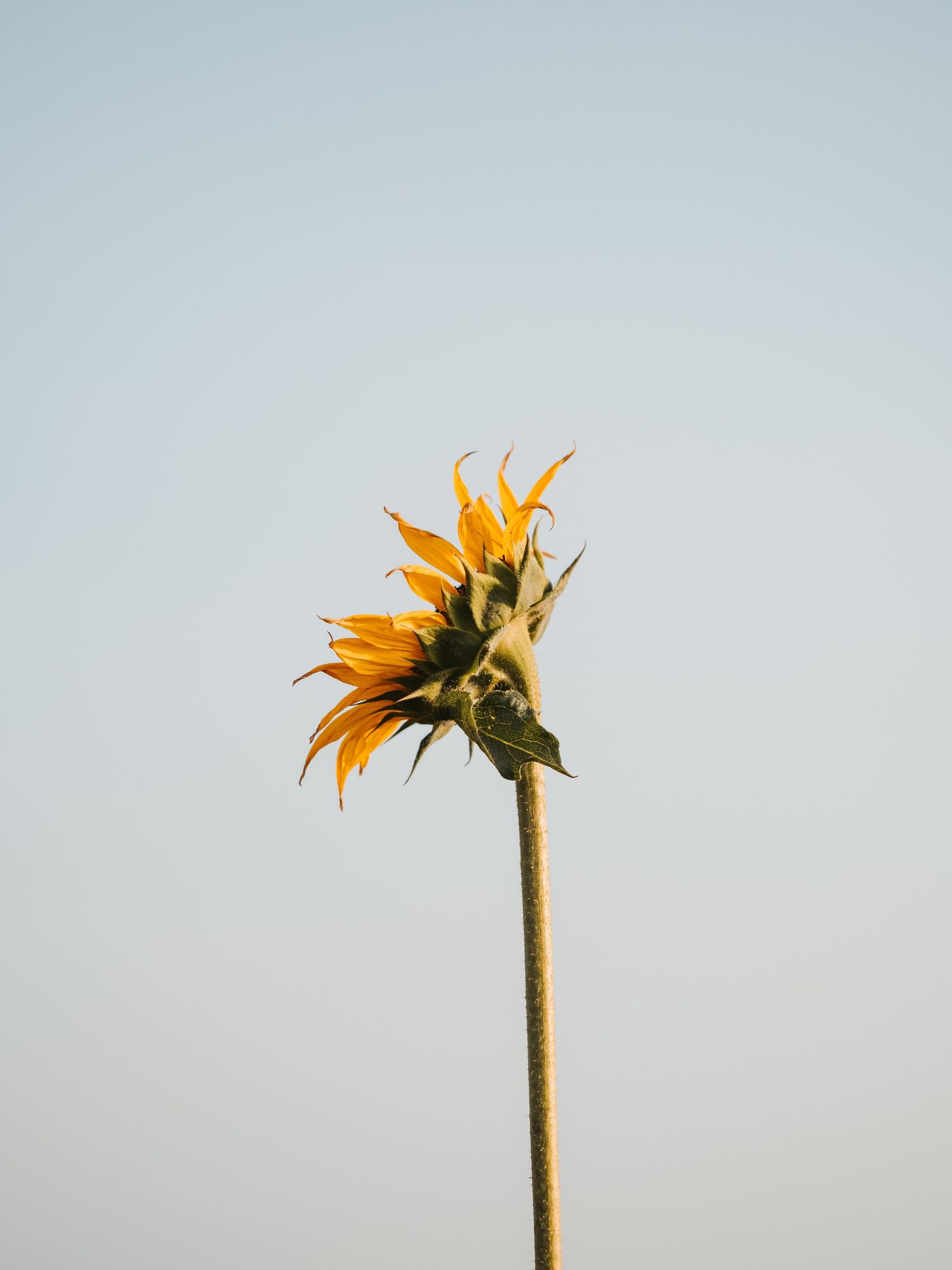 Macro Photographer, Prints available, Alberta Photographer, Creative photographer, flower photography, parkland County photographer