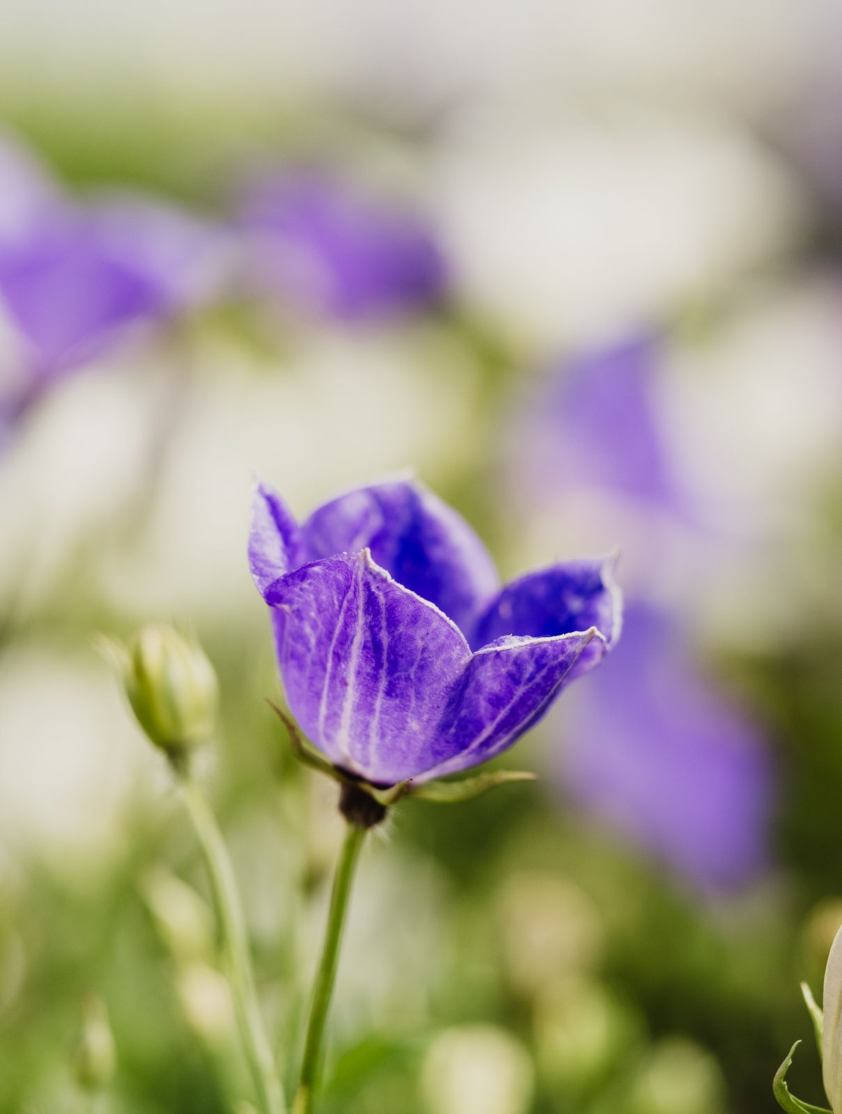 Macro Photographer, Prints available, Alberta Photographer, Creative photographer, flower photography, parkland County photographer