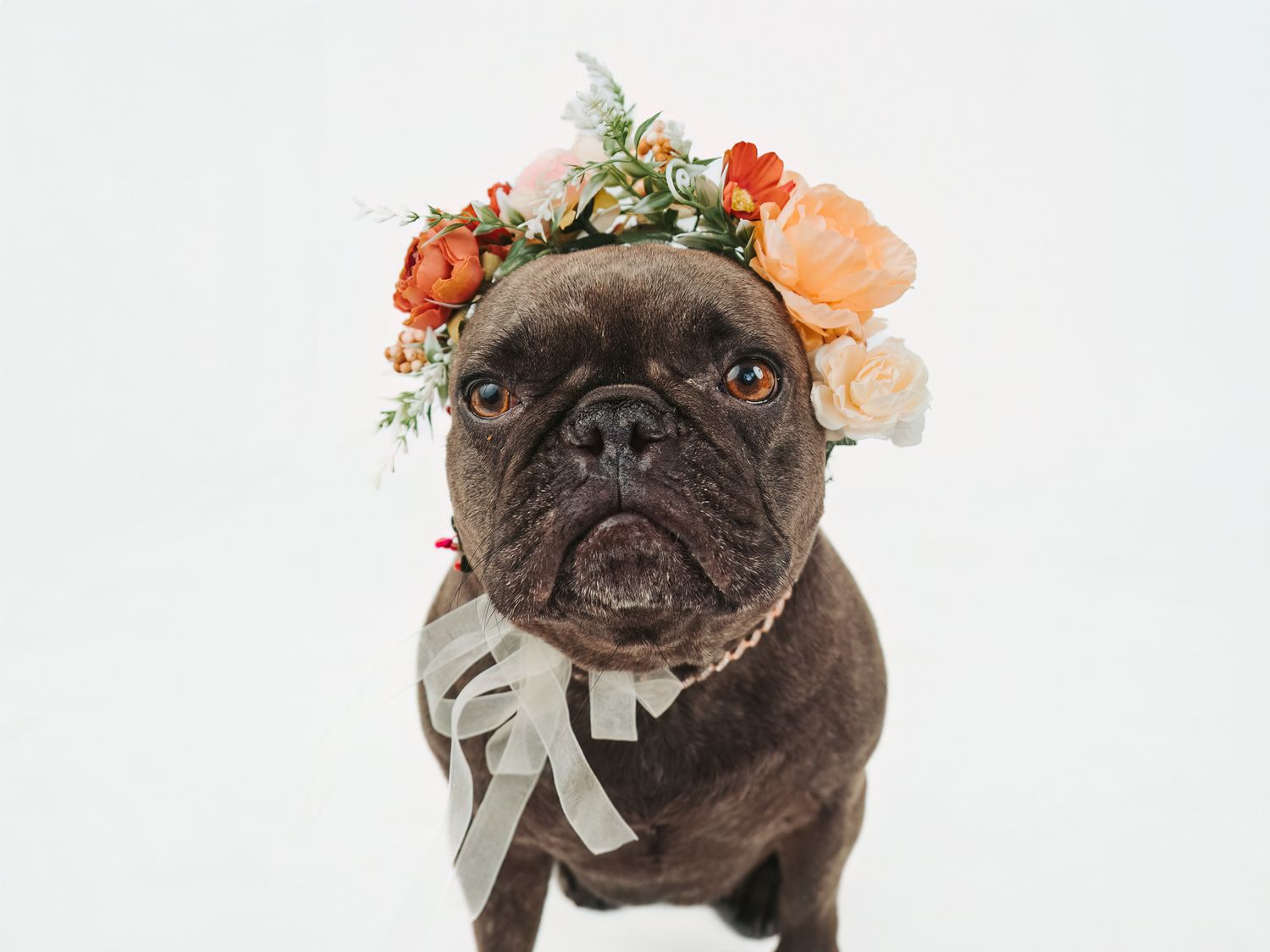Professional dog portrait captured by a Stony Plain pet photographer