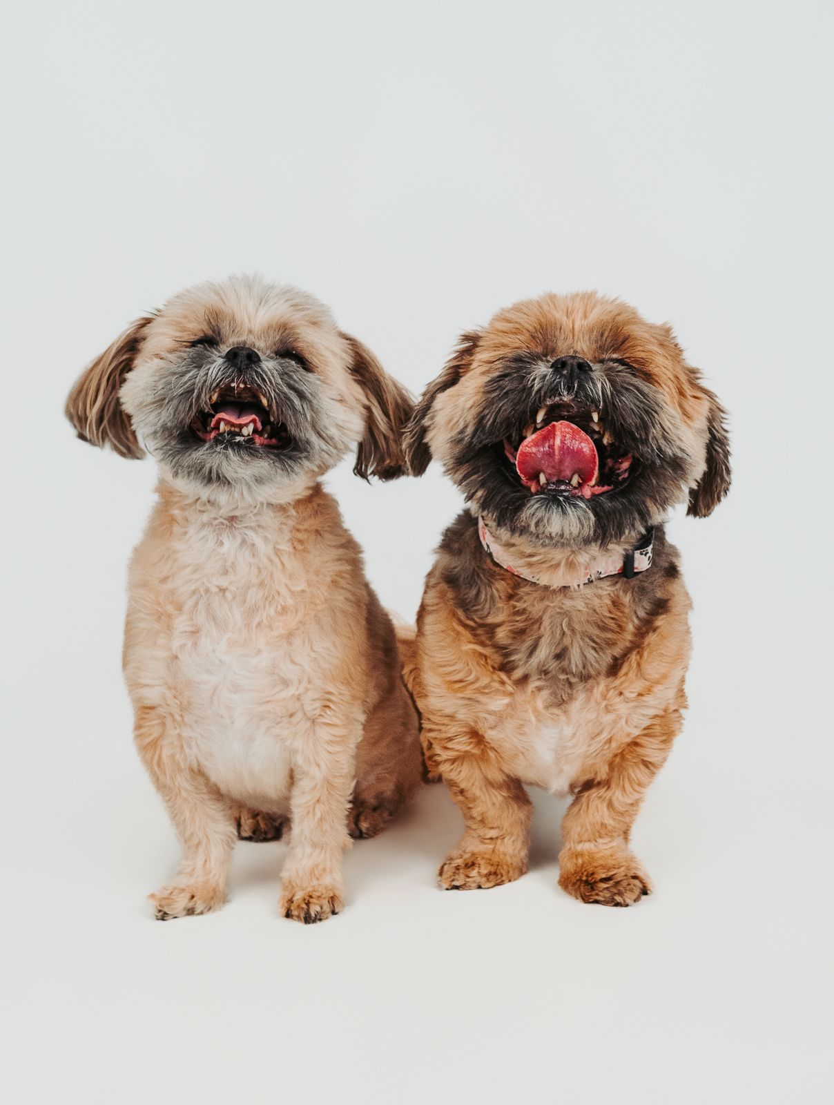 Pet photography Stony Plain - capturing your furry friends.