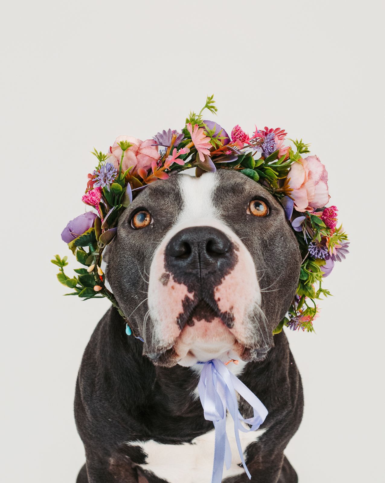 Pet photography Stony Plain - capturing your pets' joy