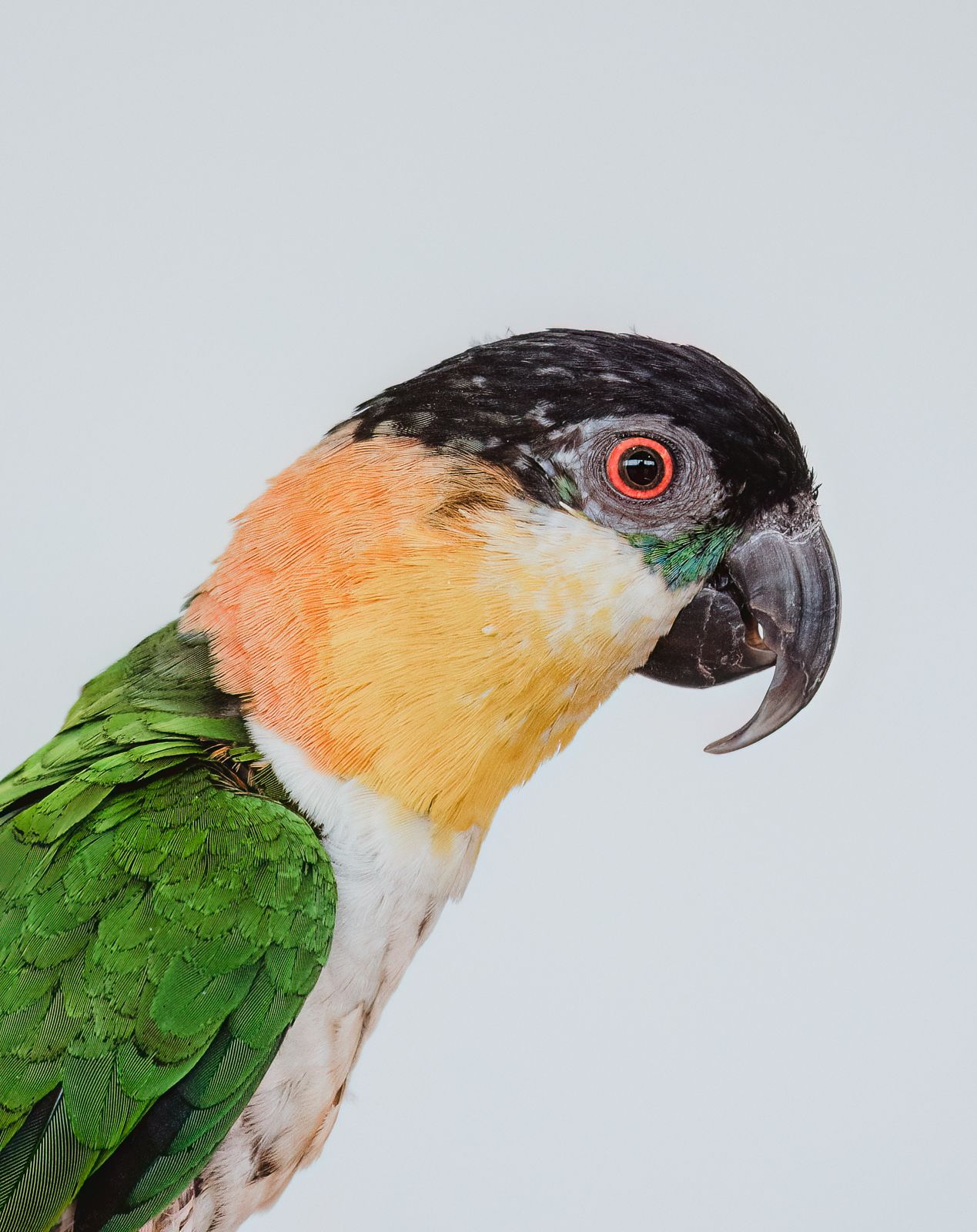 Parrot photographed in a studio pet portrait session, by stony plain pet photographer coral konanz