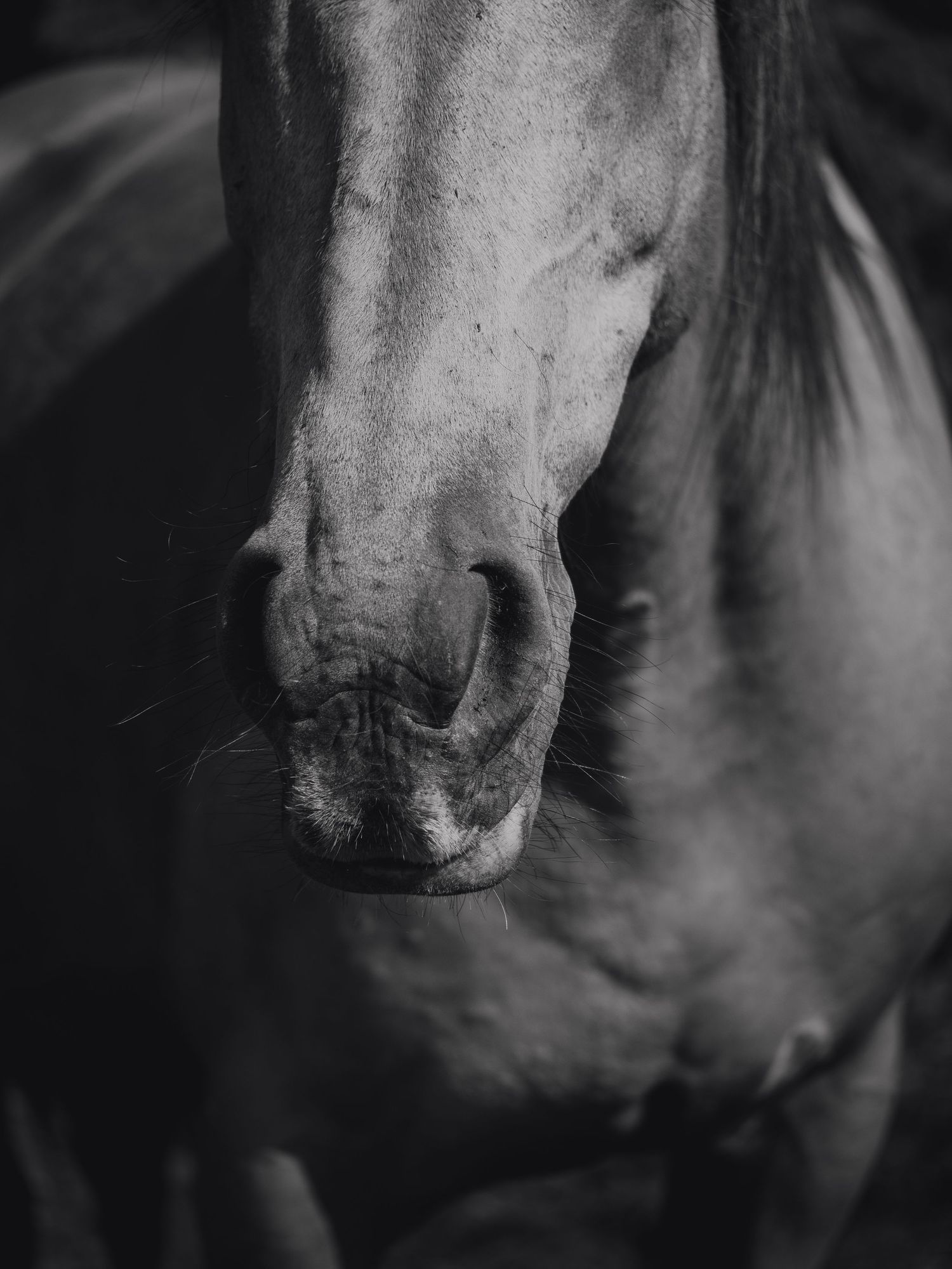 Horse portrait captured by spruce grove photographer coral konanz