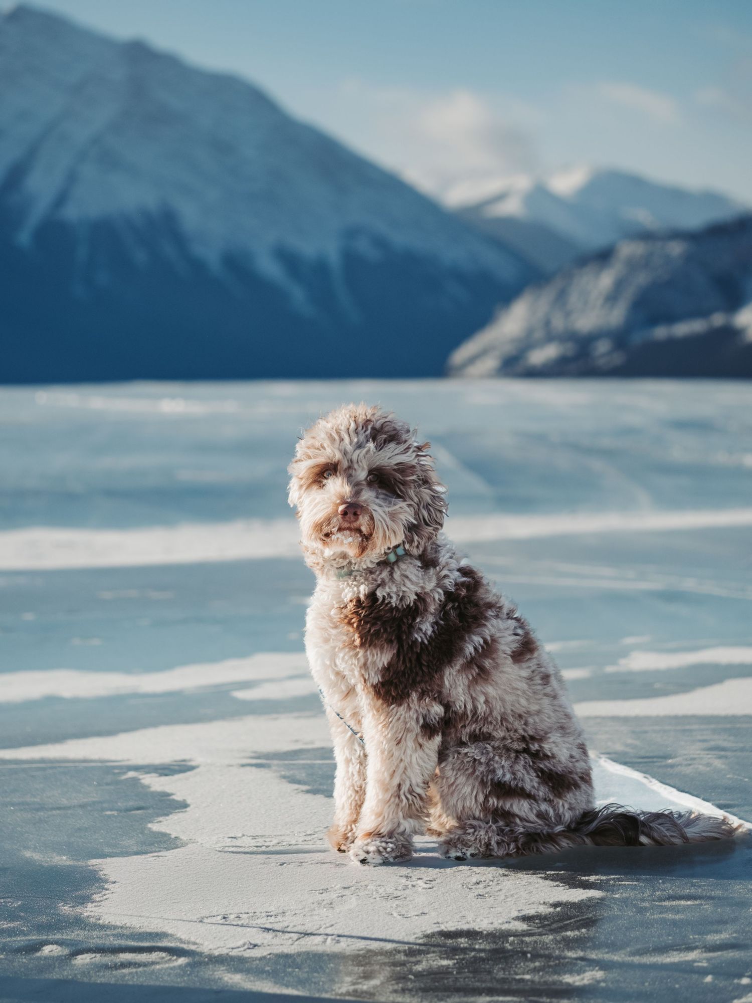 Outdoor dog portrait captured during professional photography session, by edmonton pet photographer Coral Konanz