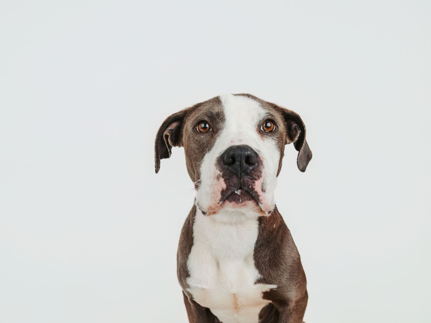Edmonton pet photographer dog photography Stony Plain Spruce Grove Parkland County pet portraits studio outdoor sessions