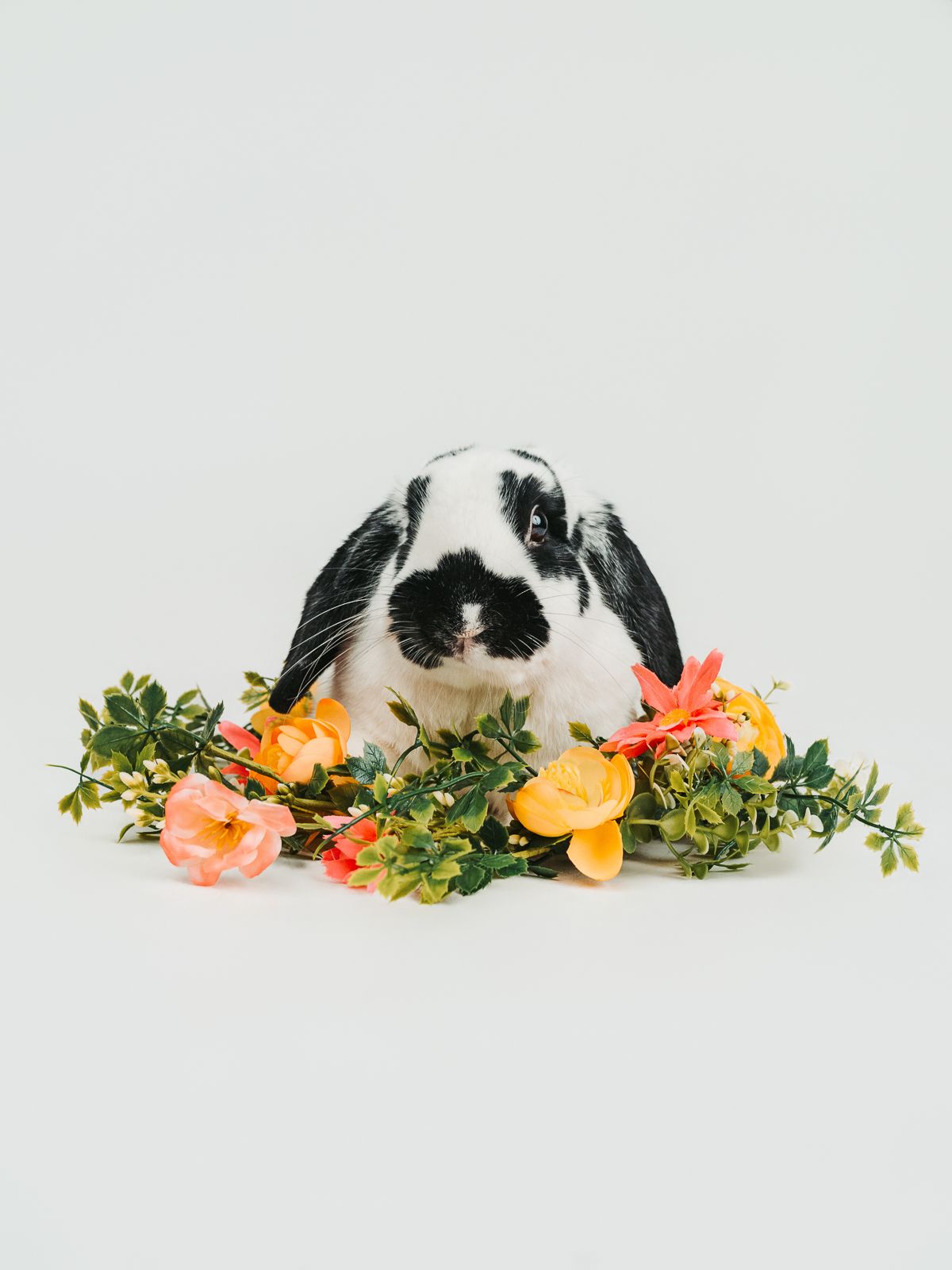 Fine art dog portrait designed for wall artwork photographed by Edmonton pet photographer