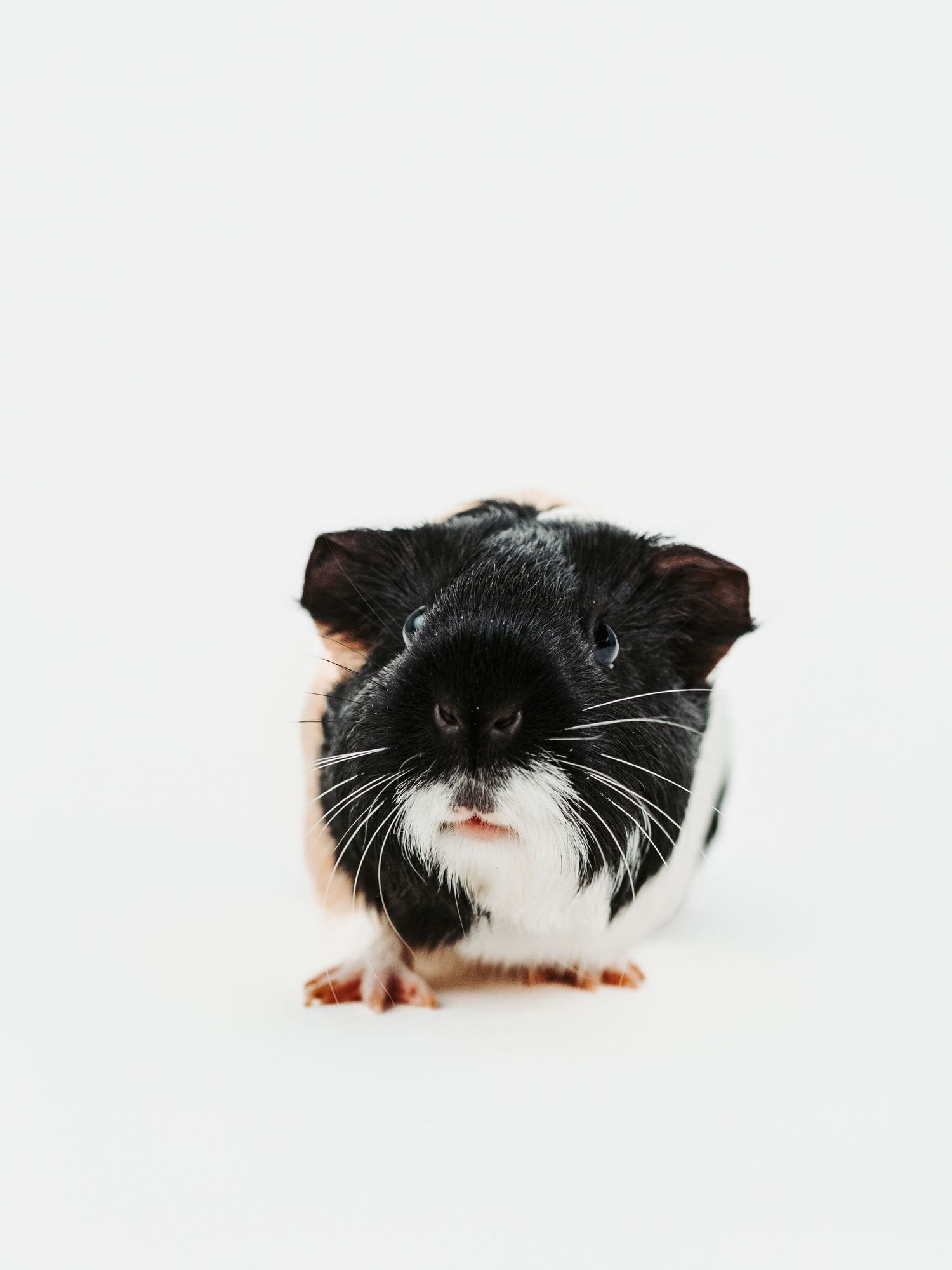 Edmonton pet photographer studio portrait of a dog photographed at The Pet Studio by Coral in Stony Plain Alberta
