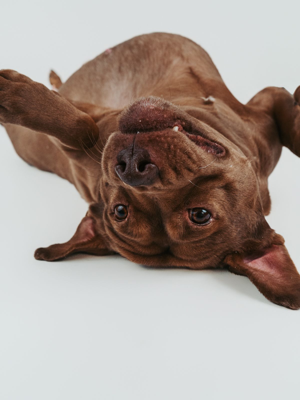 Pet photography Stony Plain - capturing your furry friends.