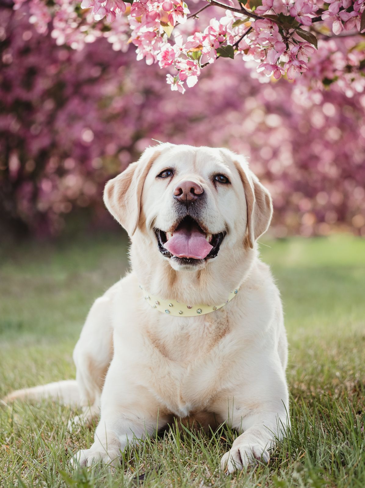 Outdoor dog portrait by Edmonton Pet Photographer Coral Konanz