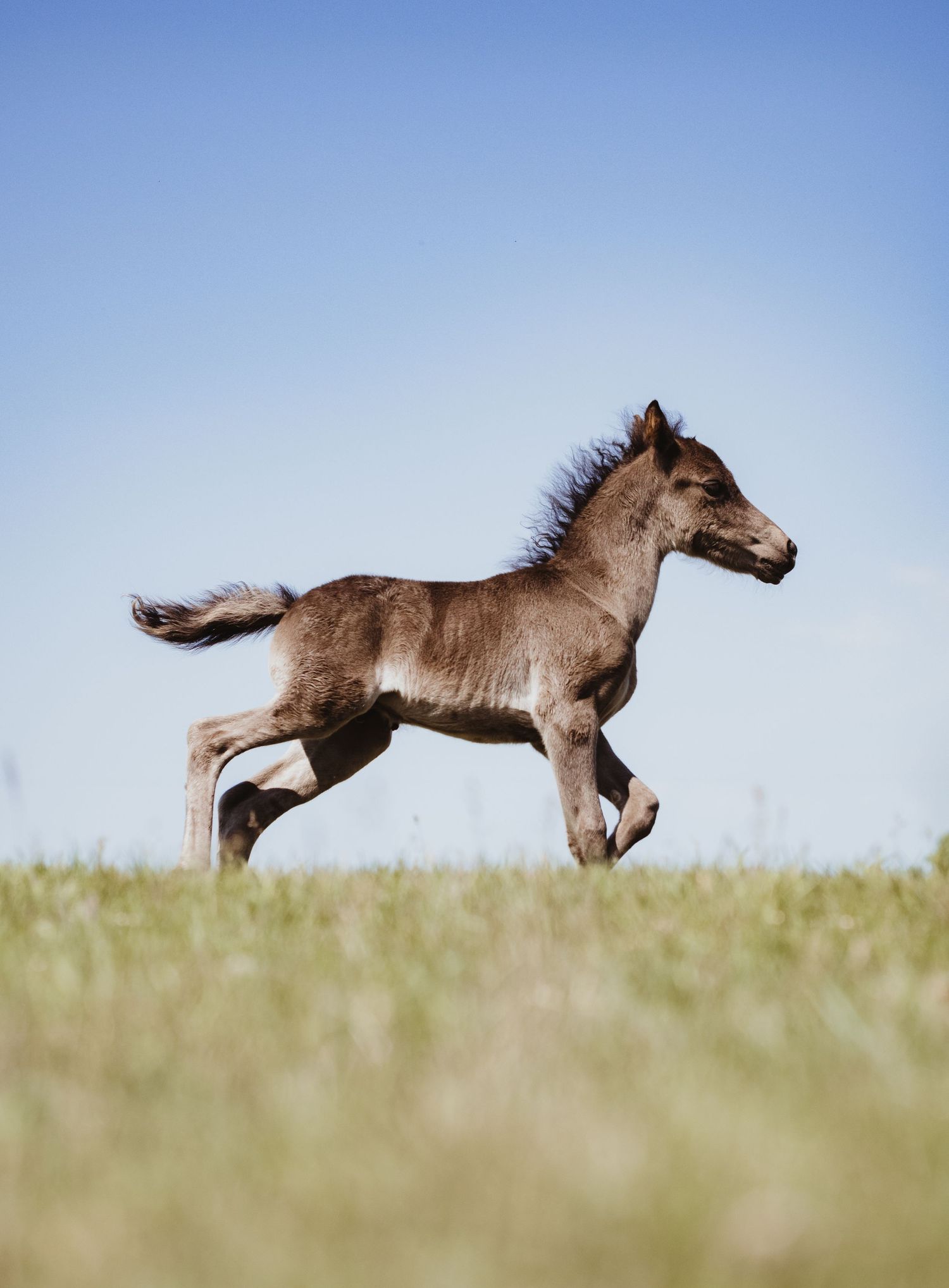 Horse portrait captured by spruce grove photographer coral konanz
