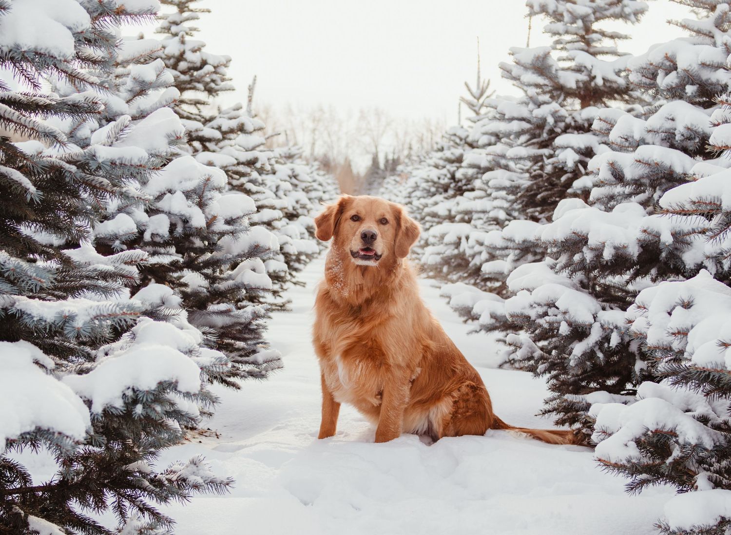 Spruce Grove and Stony Plain photographer capturing pets, families and boudoir sessions across the Edmonton area.
