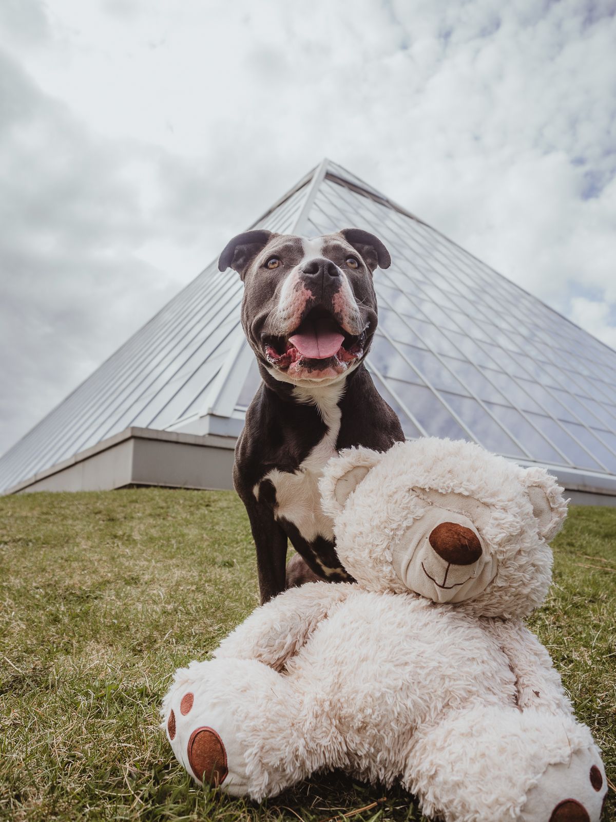 Outdoor dog portrait by Spruce Pet Photographer Coral Konanz