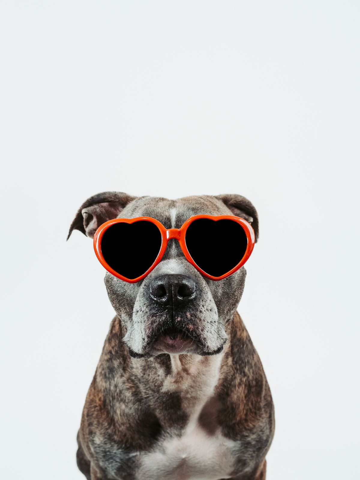 Fine art dog portrait designed for wall artwork photographed by Edmonton pet photographer