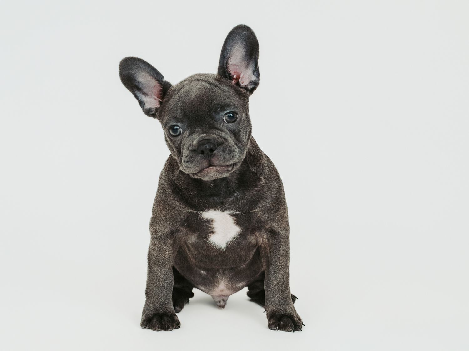 Pet photography Stony Plain - adorable pet portrait.