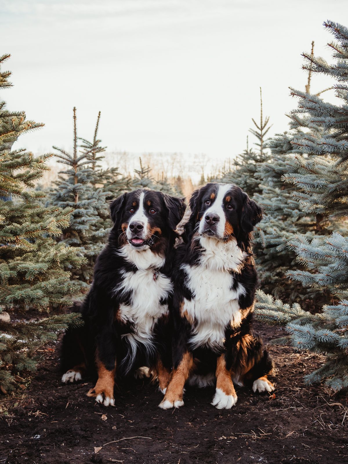Outdoor dog portrait by Spruce Pet Photographer Coral Konanz