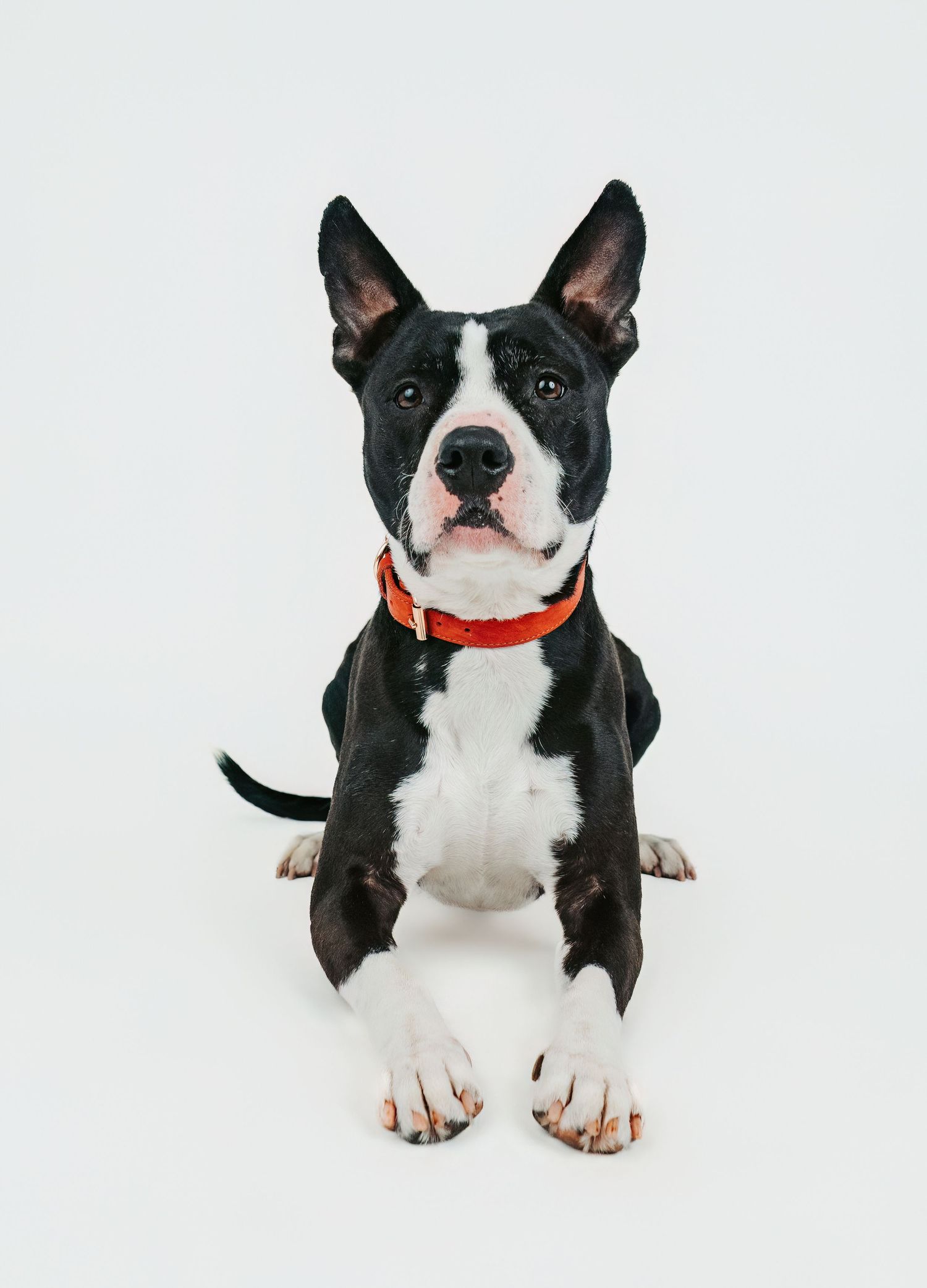 Edmonton pet photographer dog photography Stony Plain Spruce Grove Parkland County pet portraits studio outdoor sessions
