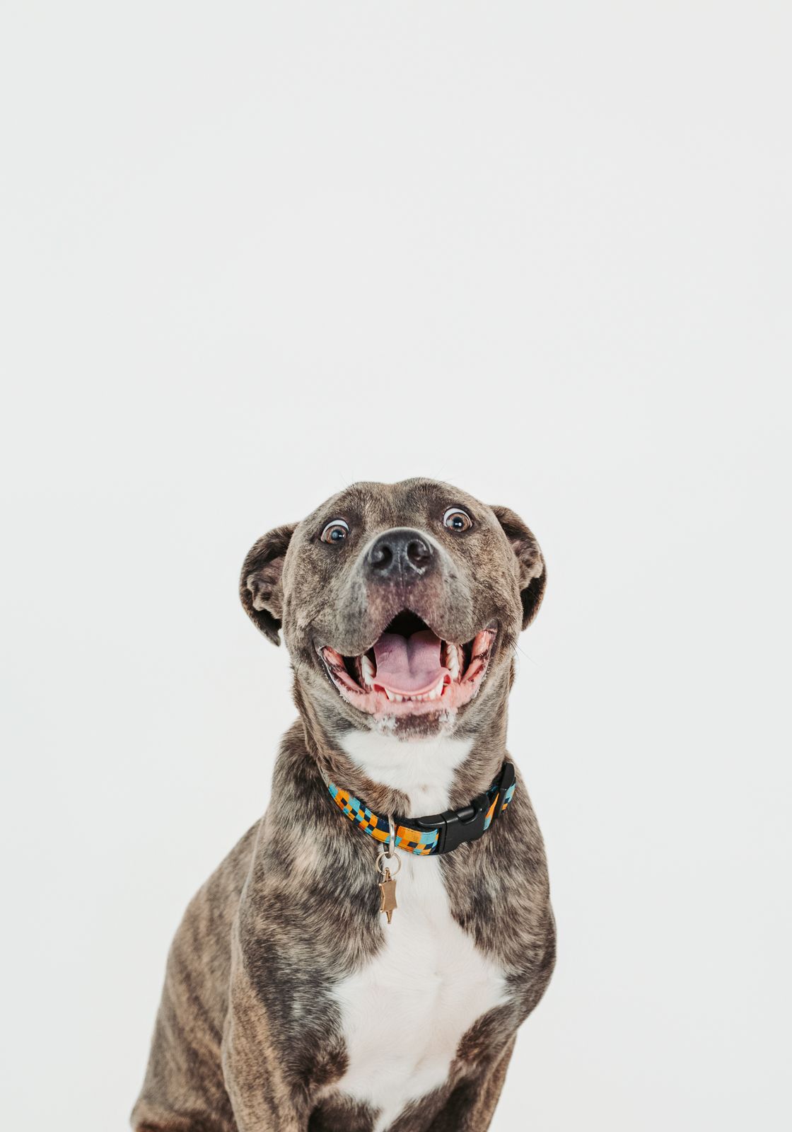 Spruce Grove and Stony Plain photographer capturing pets, families and boudoir sessions across the Edmonton area.