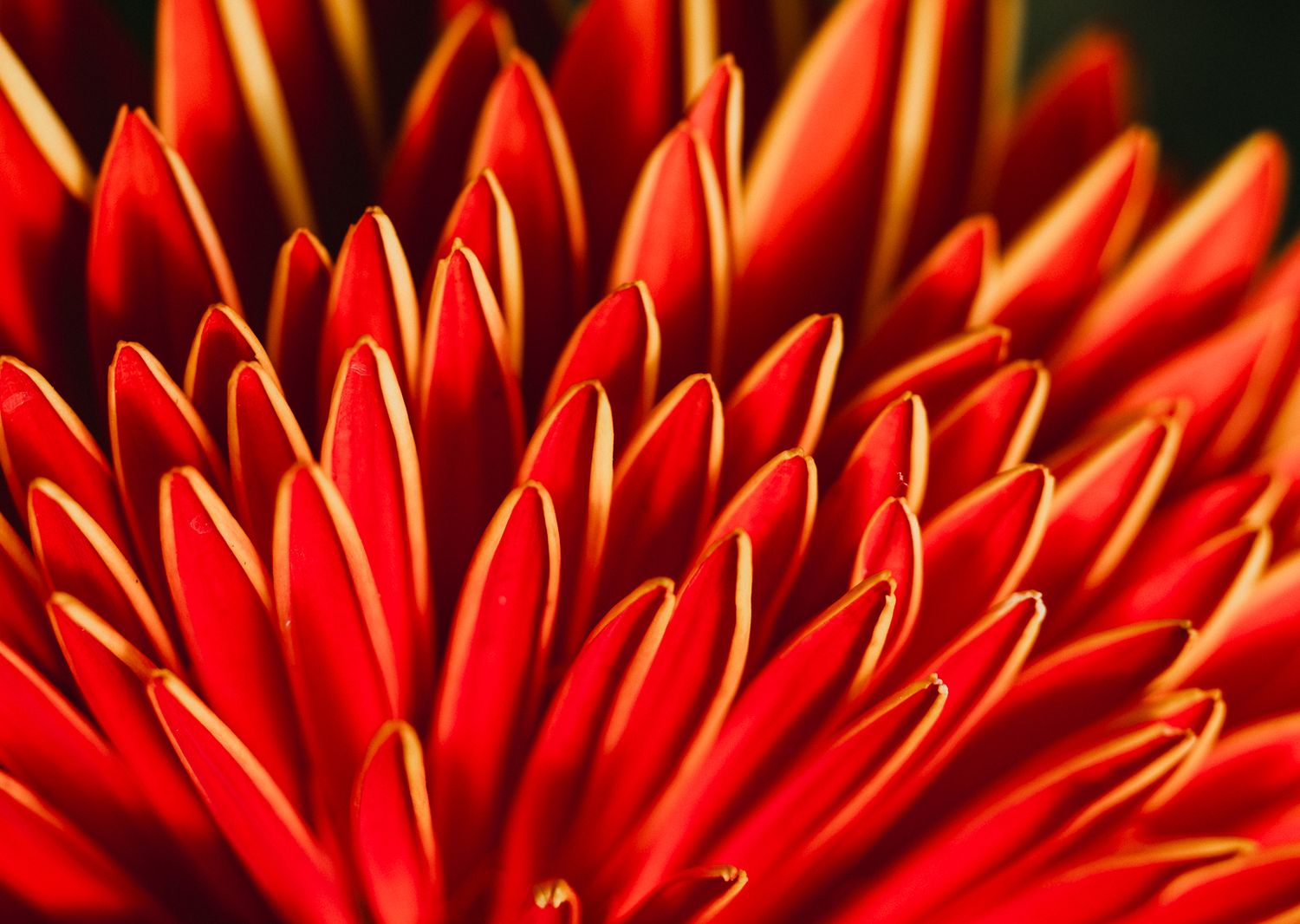Macro Photographer, Prints available, Alberta Photographer, Creative photographer, flower photography, parkland County photographer