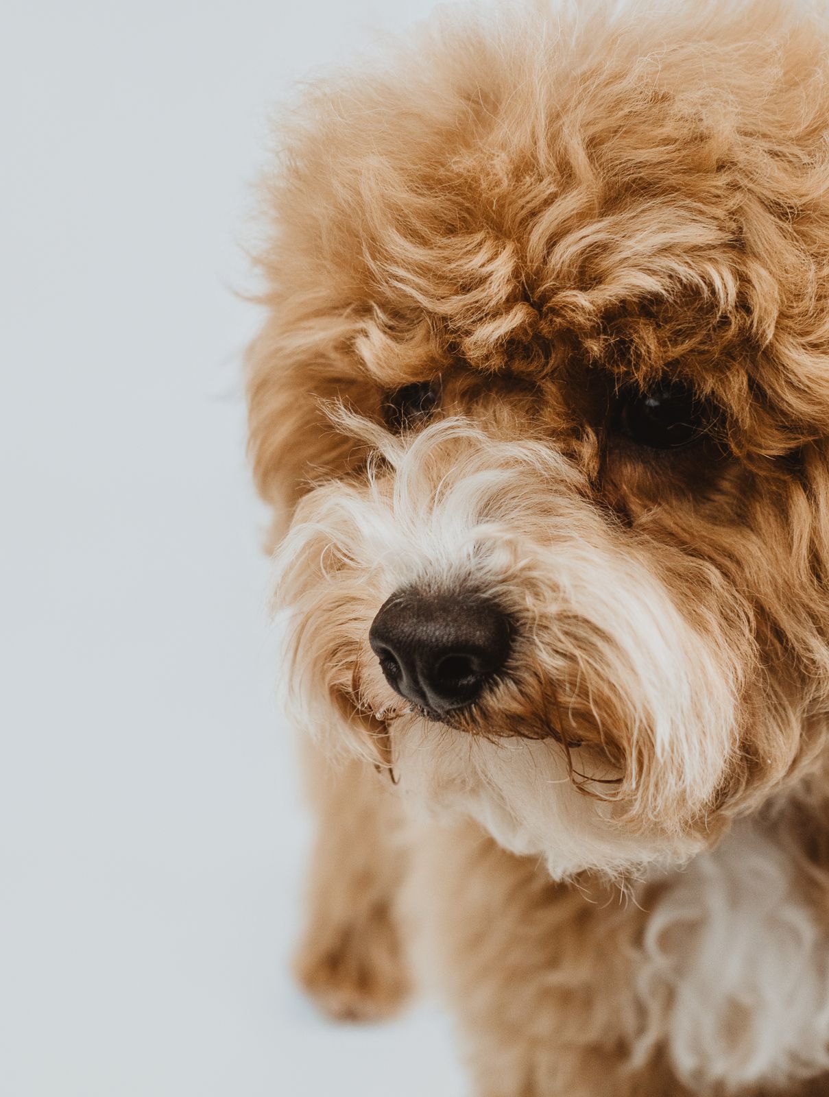 Professional dog portrait captured by a Stony Plain pet photographer