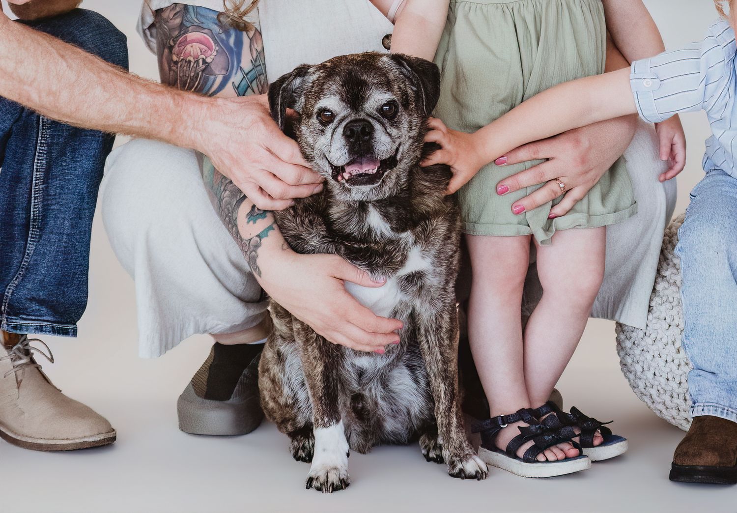 Senior dog portrait celebrating a lifetime of memories by edmonton pet photographer coral konanz