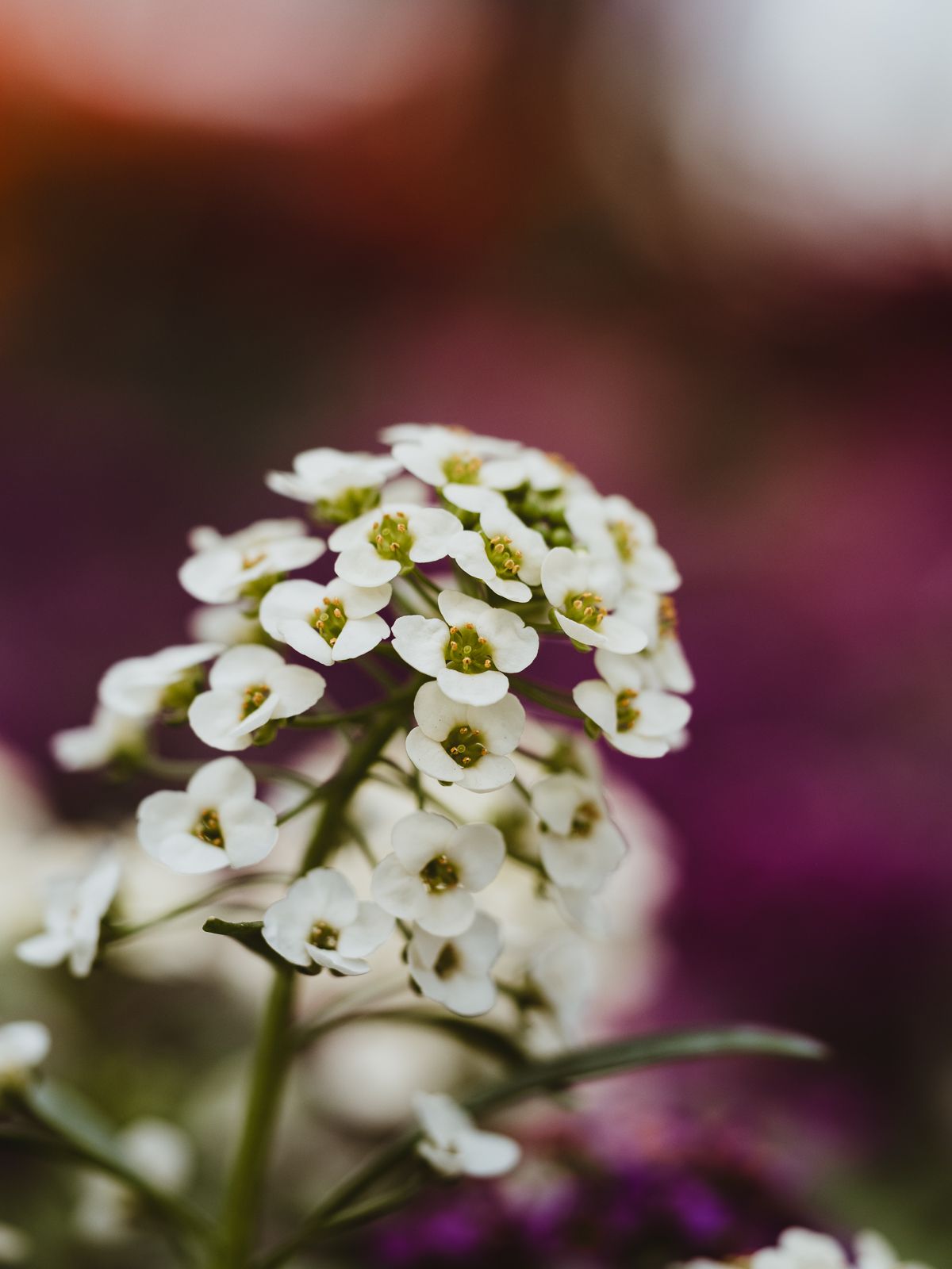 Macro Photographer, Prints available, Alberta Photographer, Creative photographer, flower photography, parkland County photographer